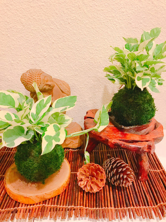 N-Joy Pothos Kokedama - Moss ball - Japanese Living Art