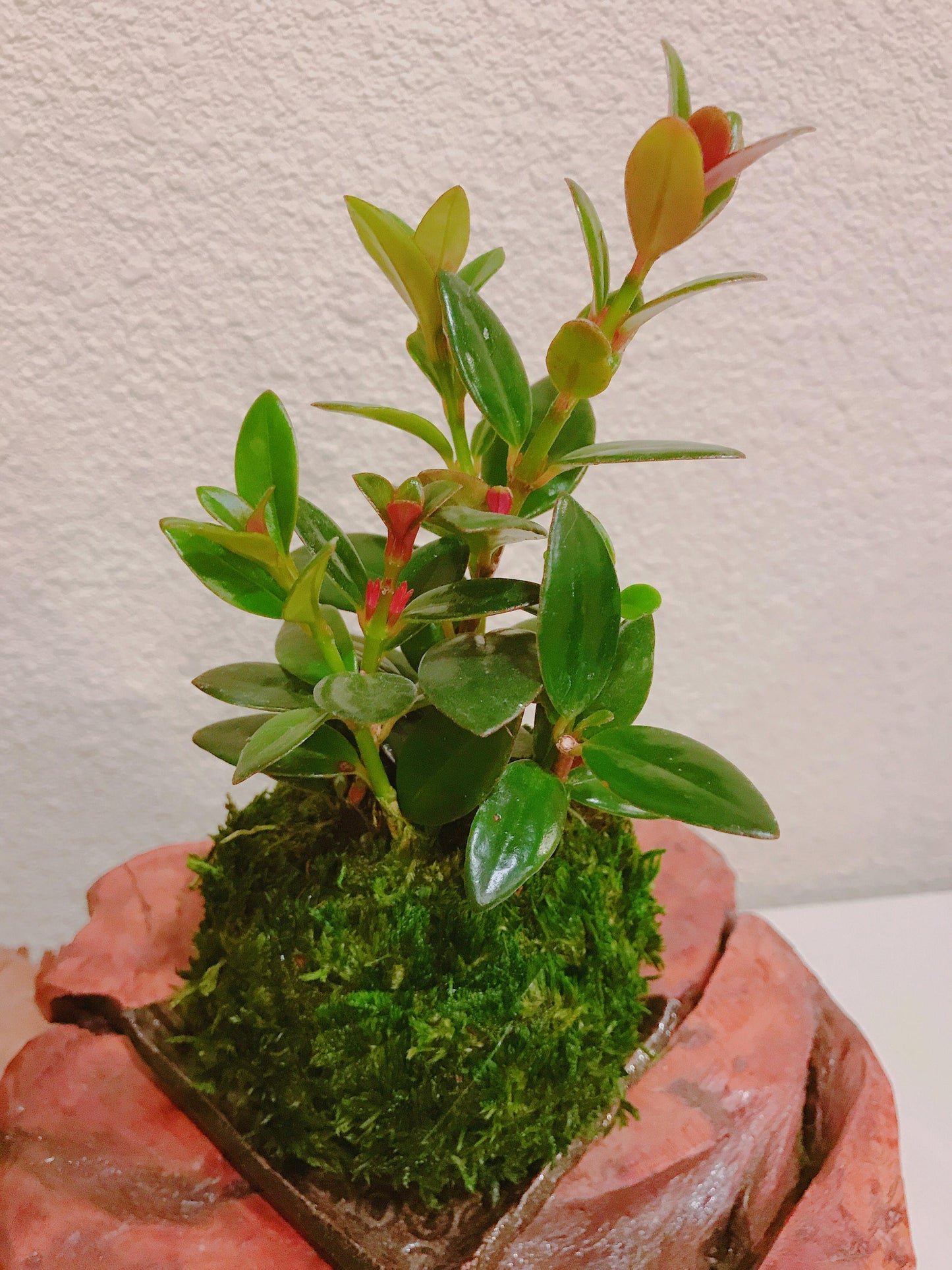 Gold Fish Kokedama - Moss ball - Japanese Living Art