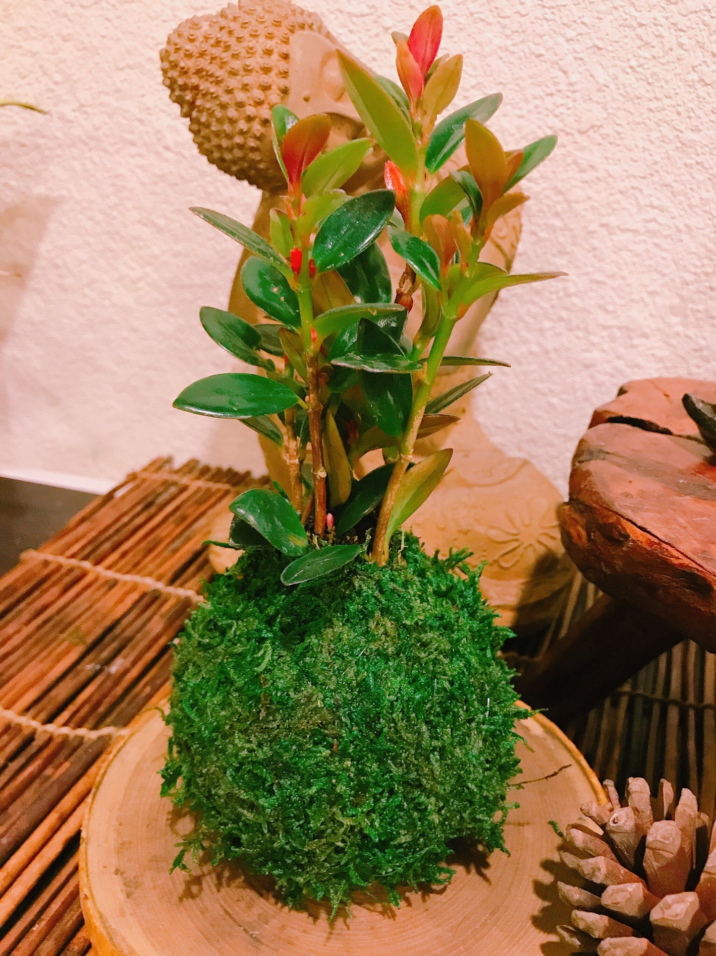 Gold Fish Kokedama - Moss ball - Japanese Living Art