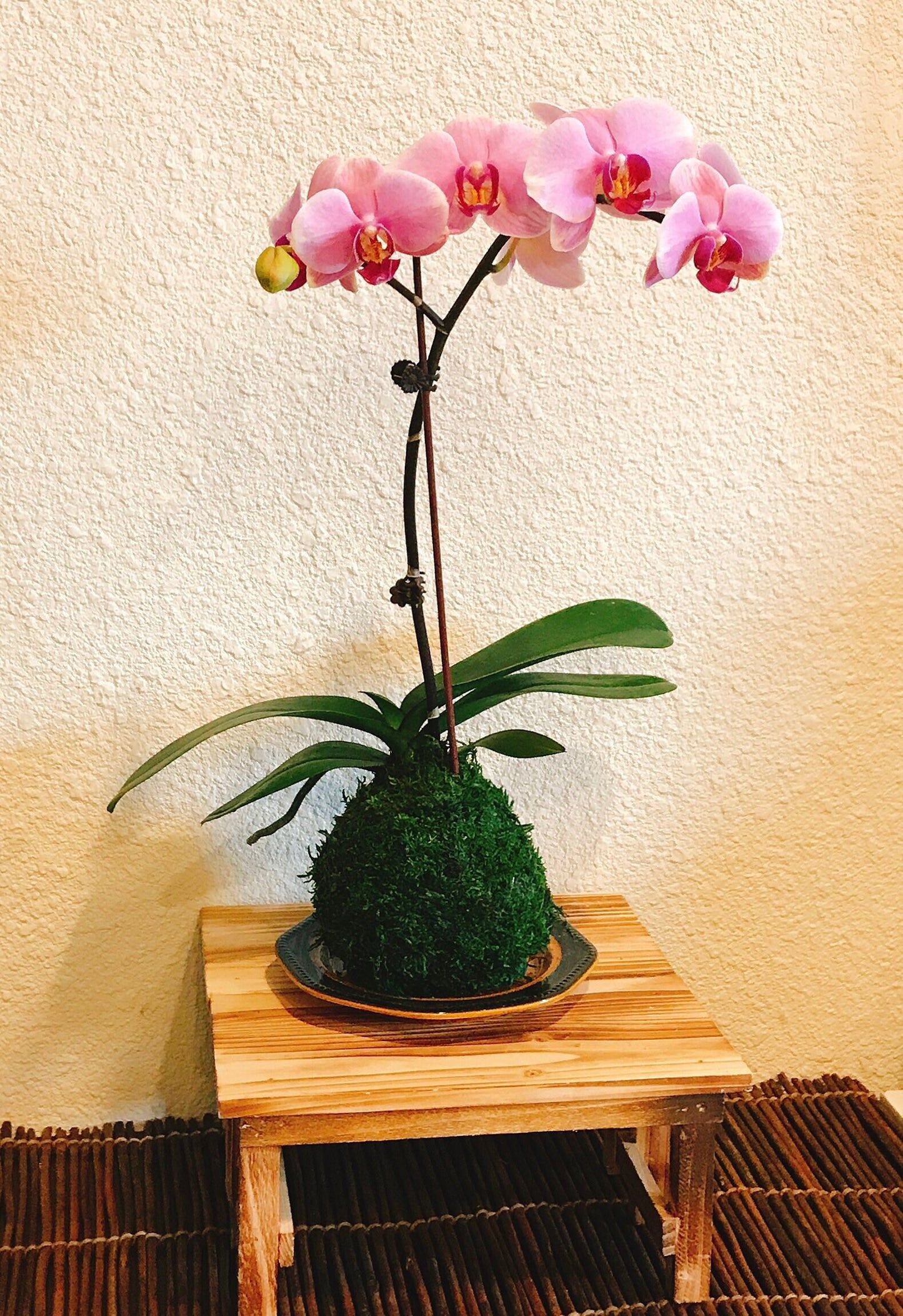 Kokedama - Moss ball with beautiful white-pink orchid