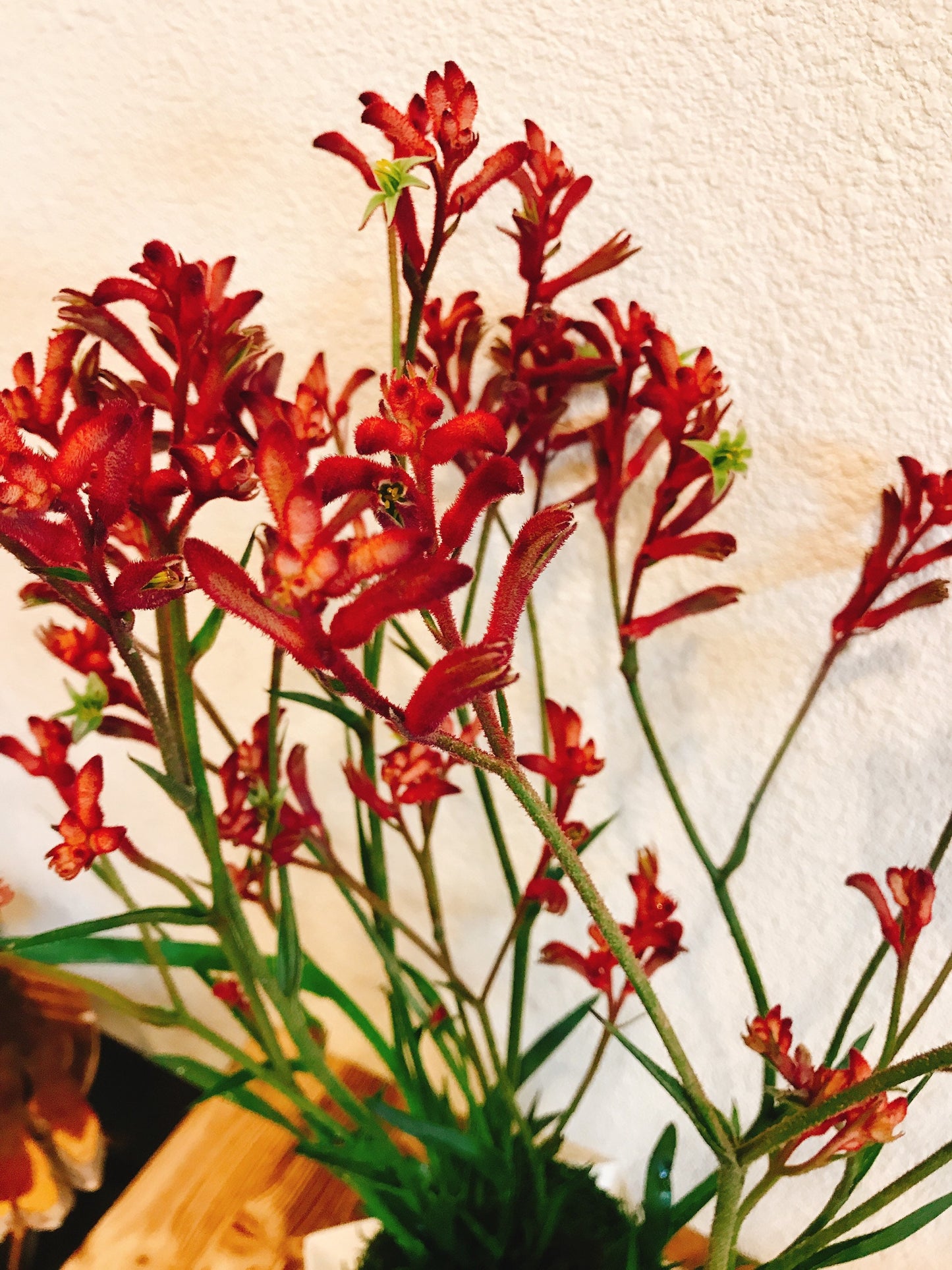 Kangaroo Paw Kokedama, Japanese Living Art, Moss-ball.