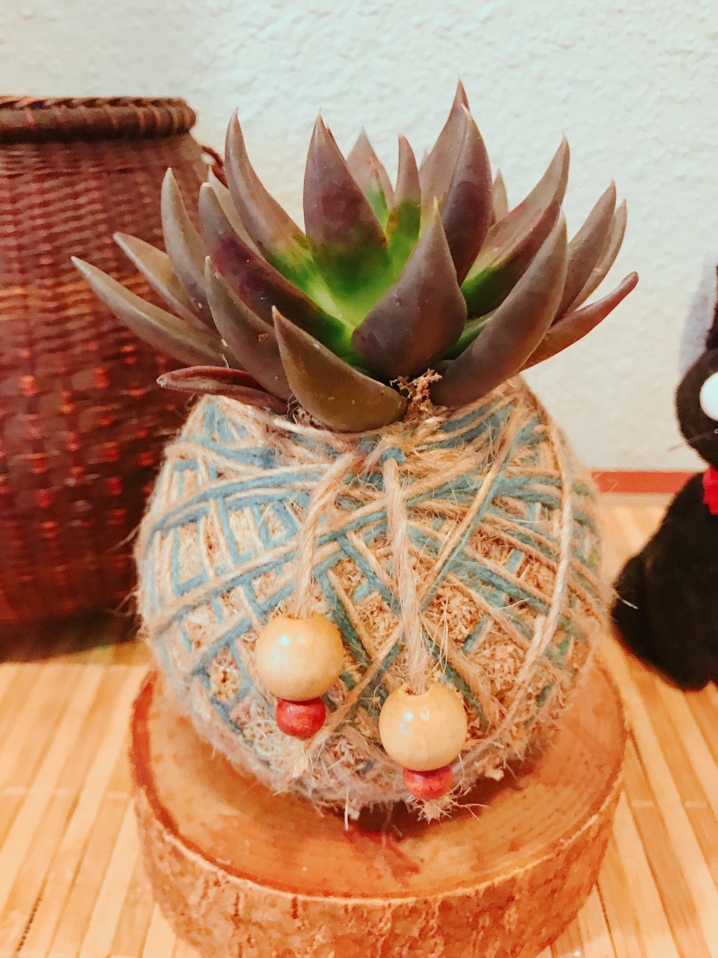 Echeveria Black knight Succulent Kokedama - Moss ball