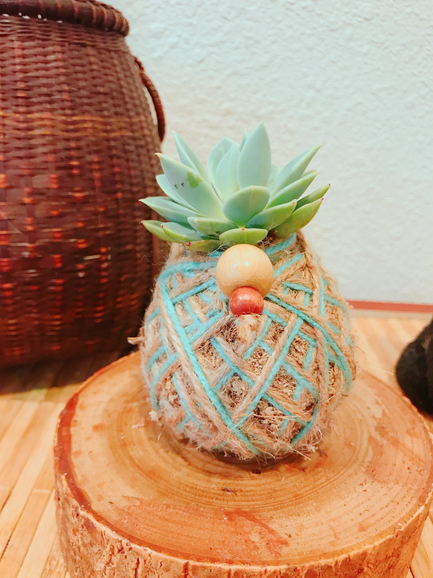 Mini Echeveria succulent Kokedama - Mini Moss ball with Echeveria Succulent. As shown on picture.