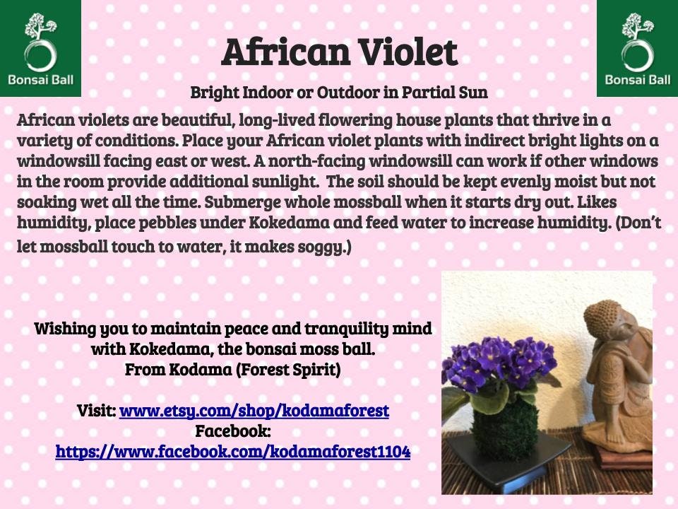African Violet Kokedama - Moss ball, purple African Violet! Keep bloom perennial flowering plants.-