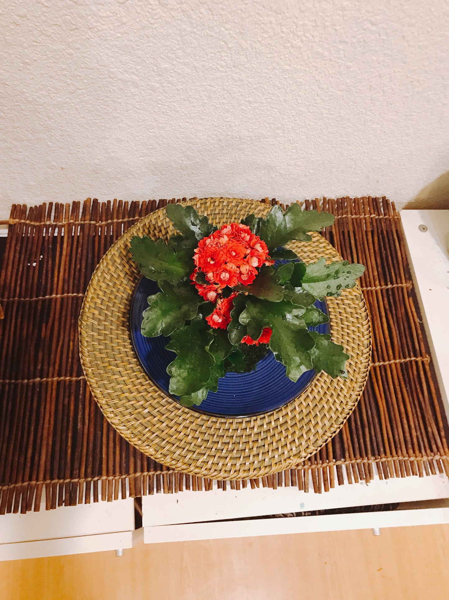 Red Kalanchoe Kokedama