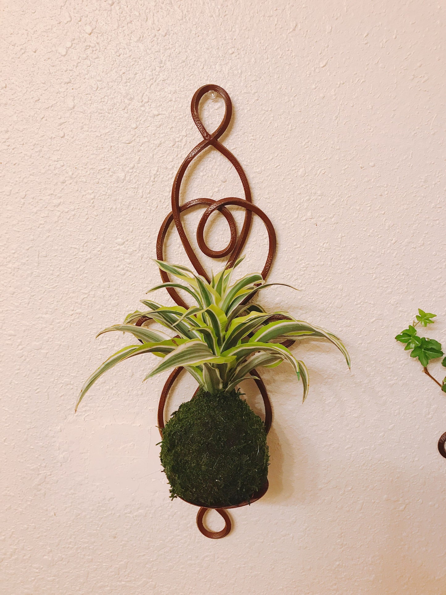 Lemon Lime Warneckii Dracaena Kokedama