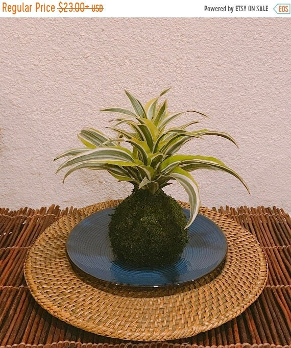 Lemon Lime Warneckii Dracaena Kokedama
