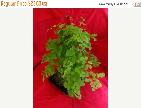 Maiden Fern Kokedama - Moss ball , Japanese traditional indoor garden technique.
