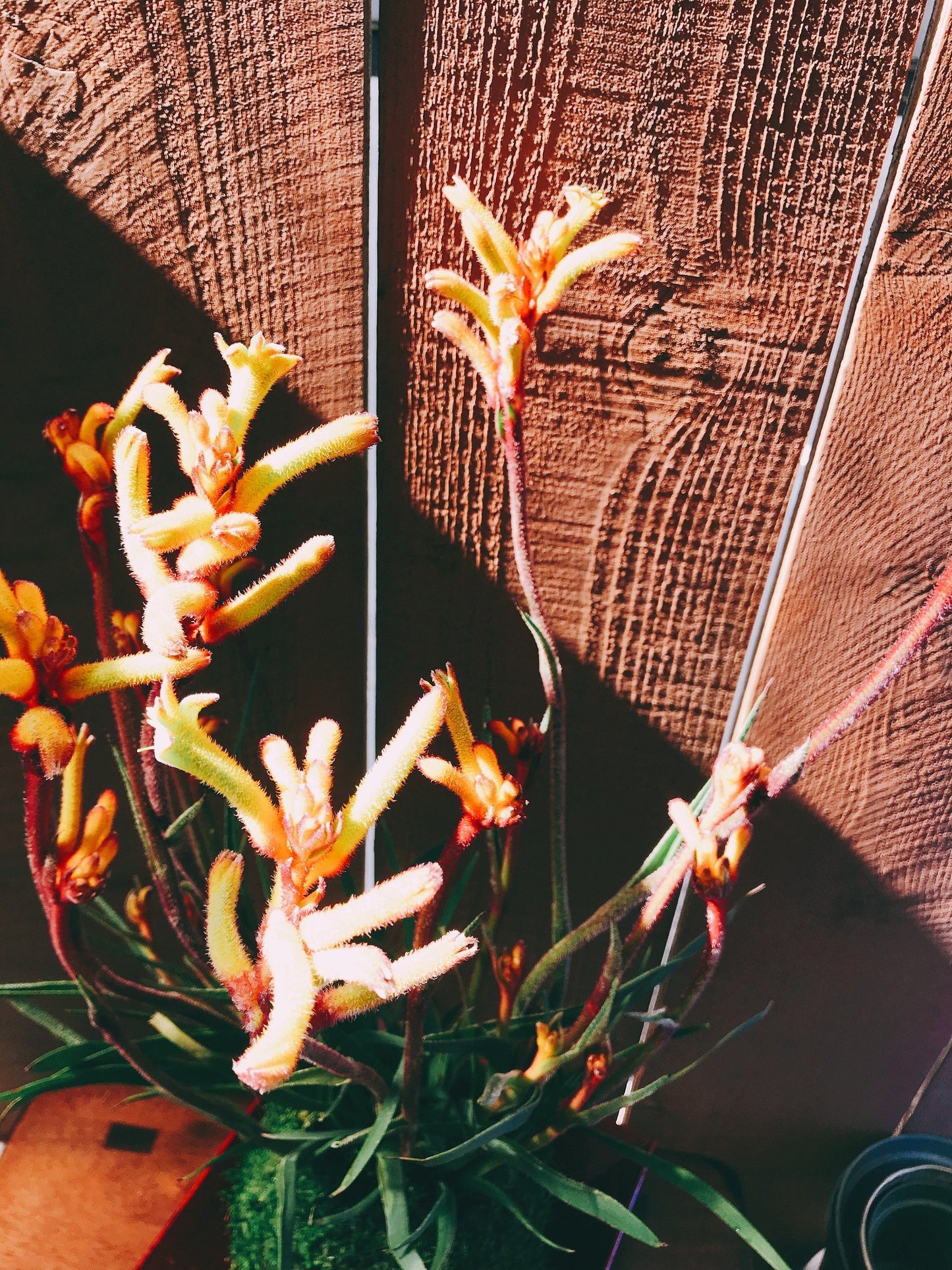 Kangaroo Paw Kokedama, Japanese Living Art, Moss-ball.