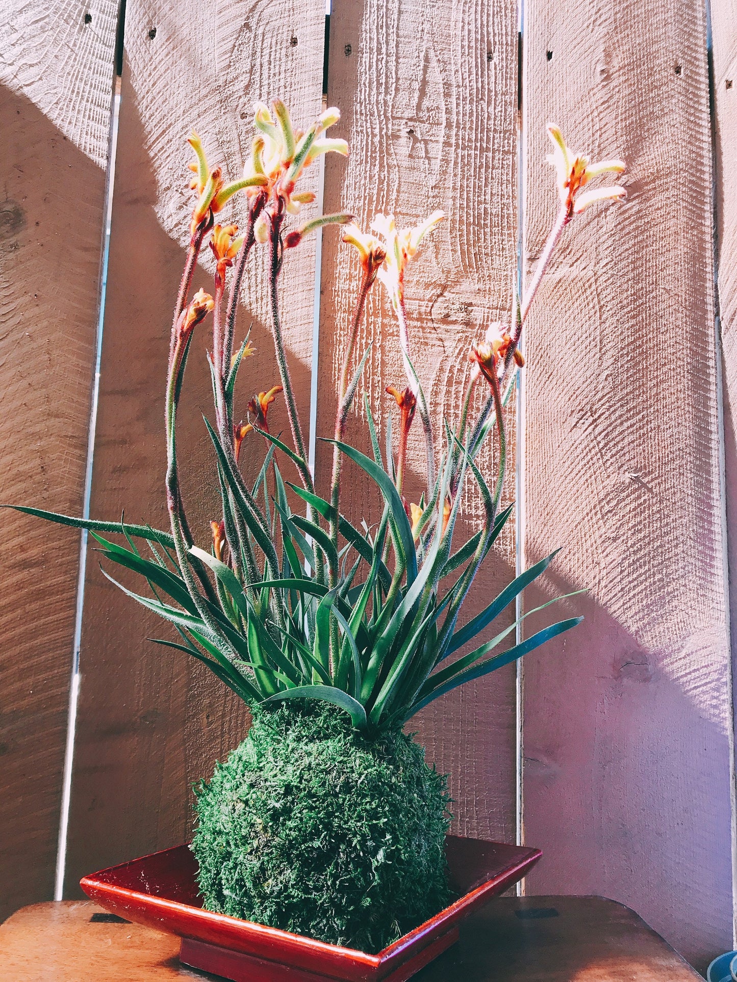 Kangaroo Paw Kokedama, Japanese Living Art, Moss-ball.