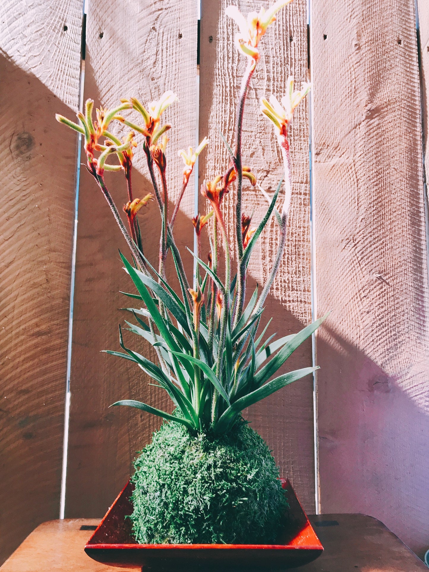Kangaroo Paw Kokedama, Japanese Living Art, Moss-ball.