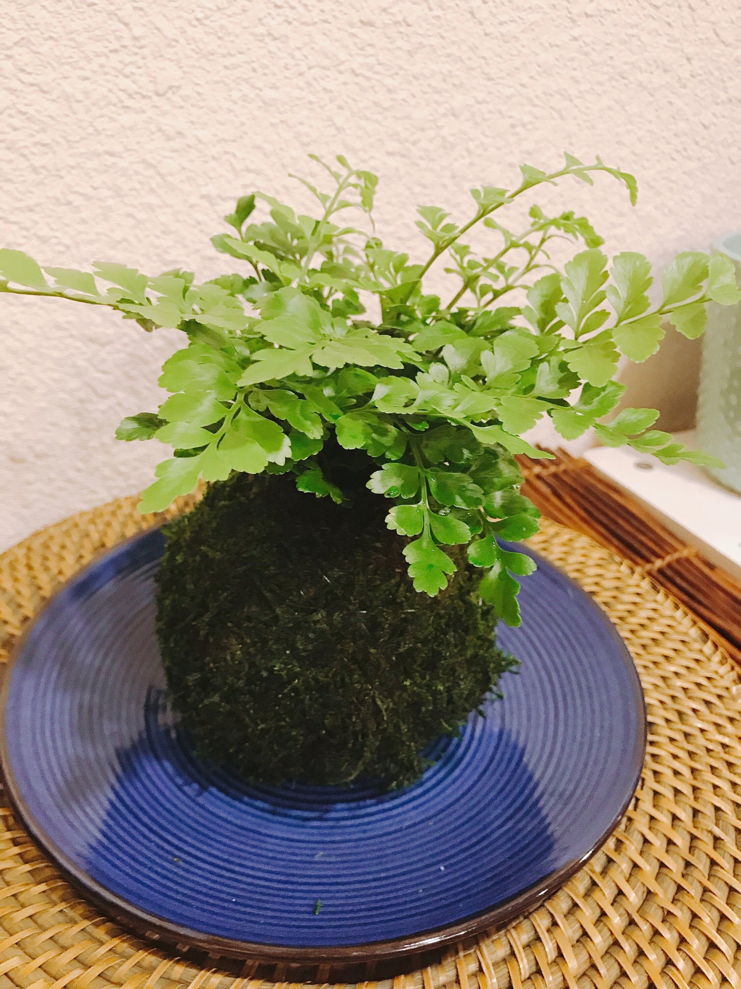 Austral Gem Fern Kokedama - Moss ball, beautiful live green!