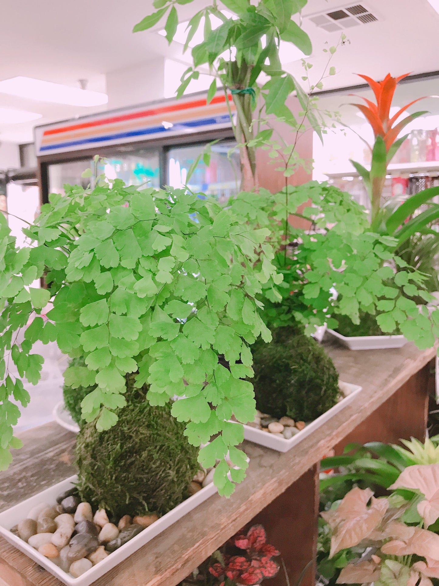 Maiden Fern Kokedama - Moss ball , Japanese traditional indoor garden technique.