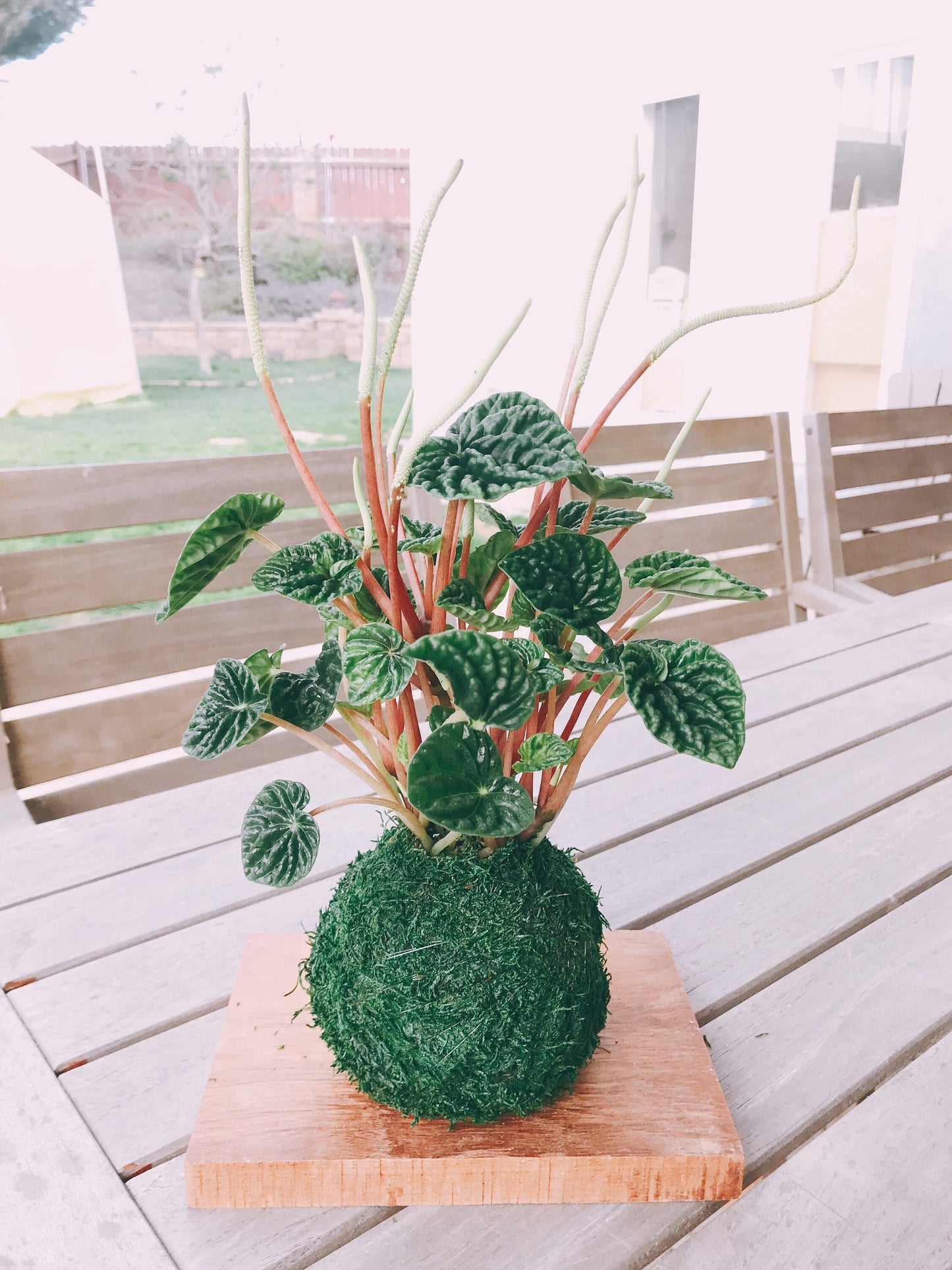 Peperomia Caperata Kokedama, Japanese traditional indoor moss ball garden