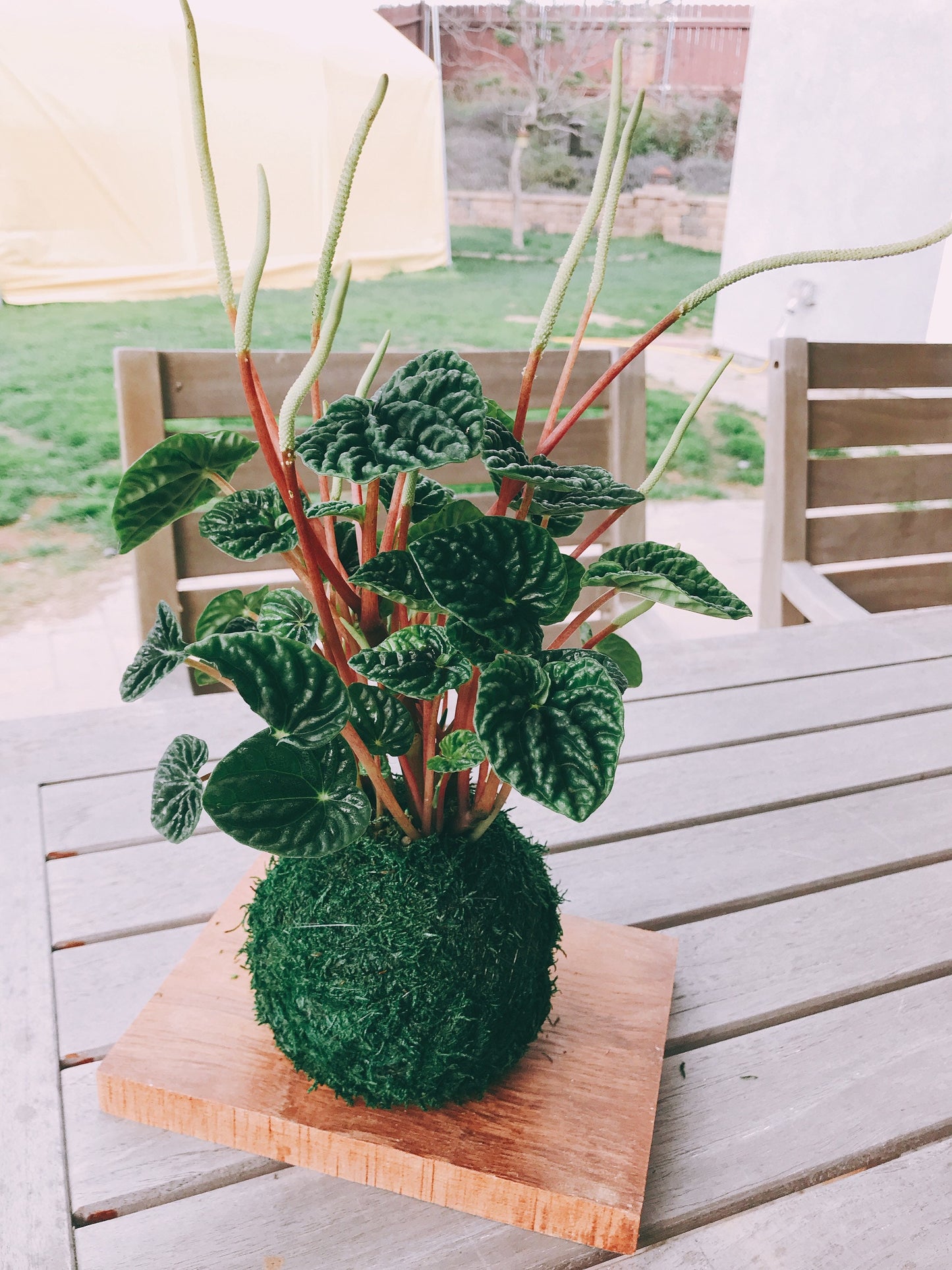 Peperomia Caperata Kokedama, Japanese traditional indoor moss ball garden