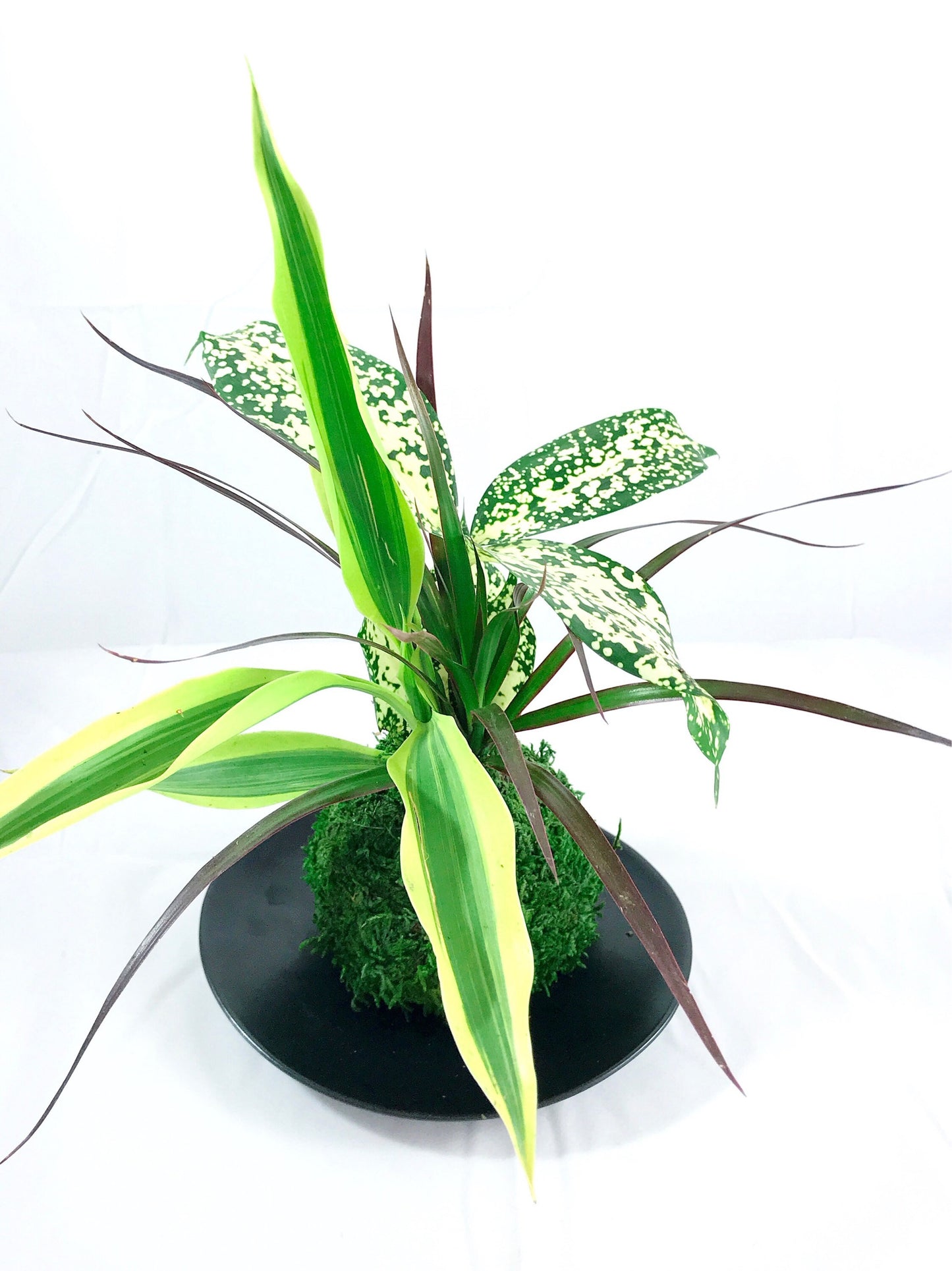 Dracaena Marginata with croton Kokedama, Bring tranquility to your house or office!