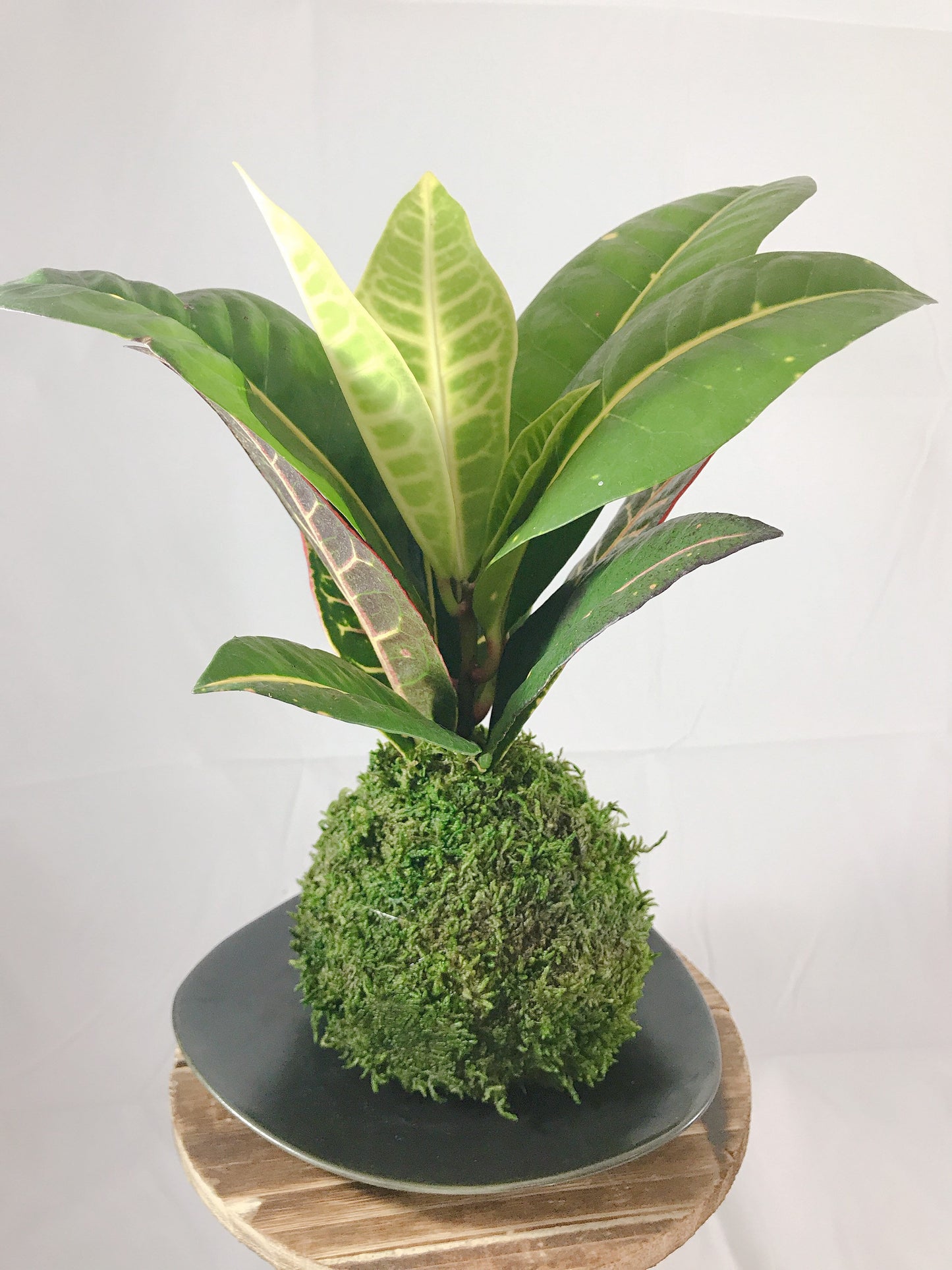 Croton Petra Kokedama - Moss ball with colorful croton petra.