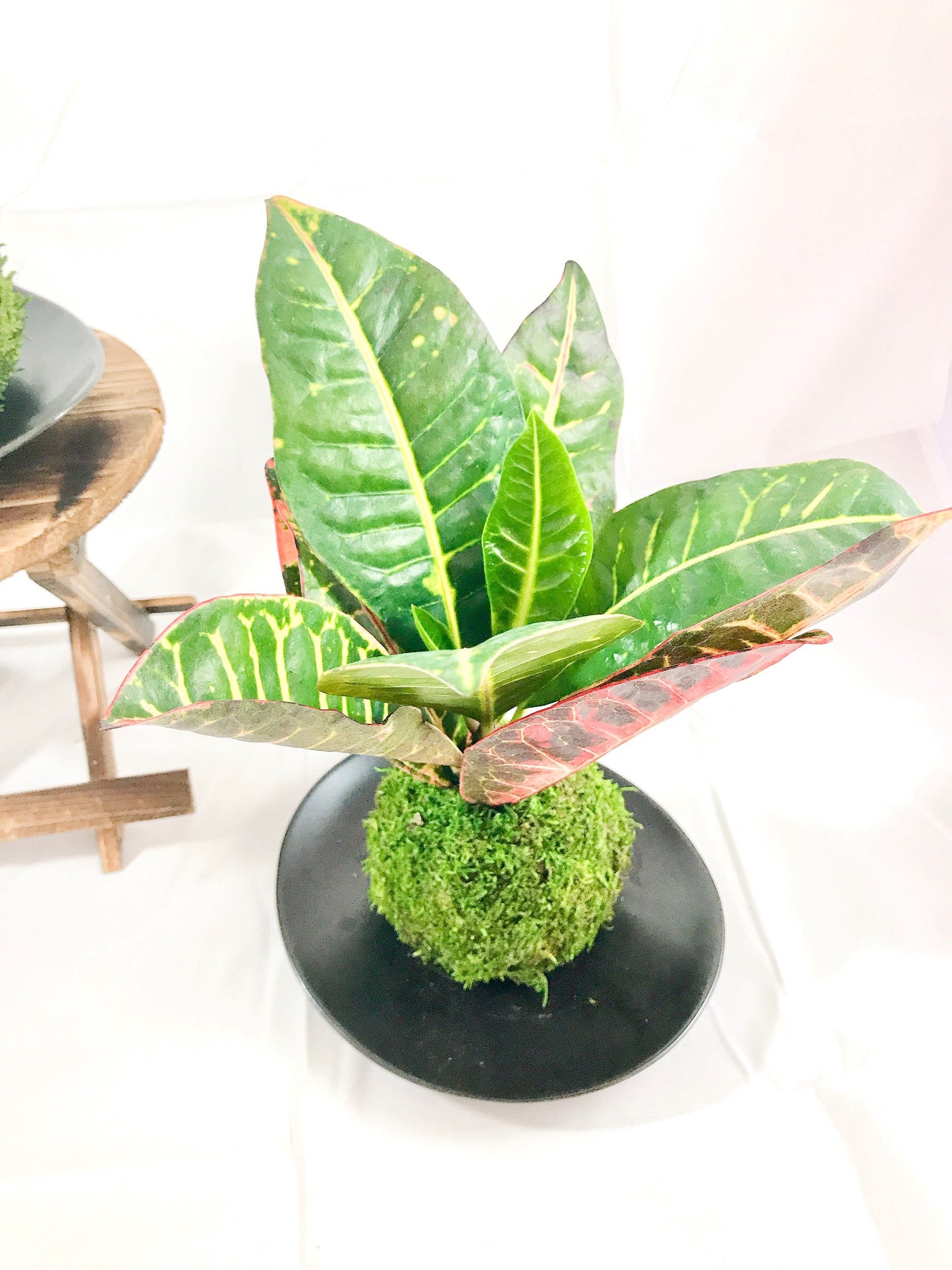 Croton Petra Kokedama - Moss ball with colorful croton petra.