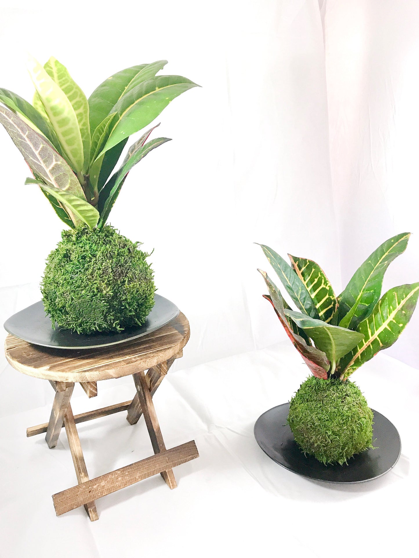 Croton Petra Kokedama - Moss ball with colorful croton petra.