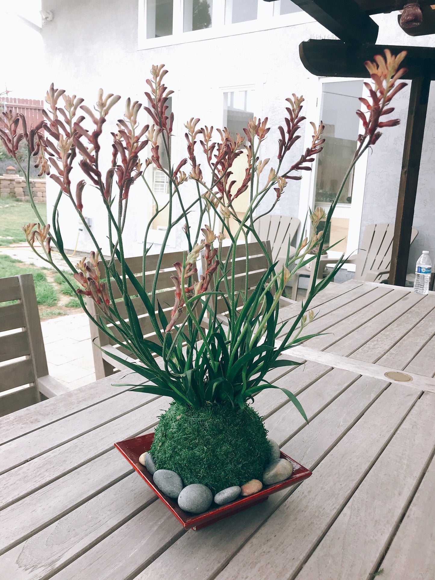 Kangaroo Paw Kokedama, Japanese Living Art, Moss-ball.