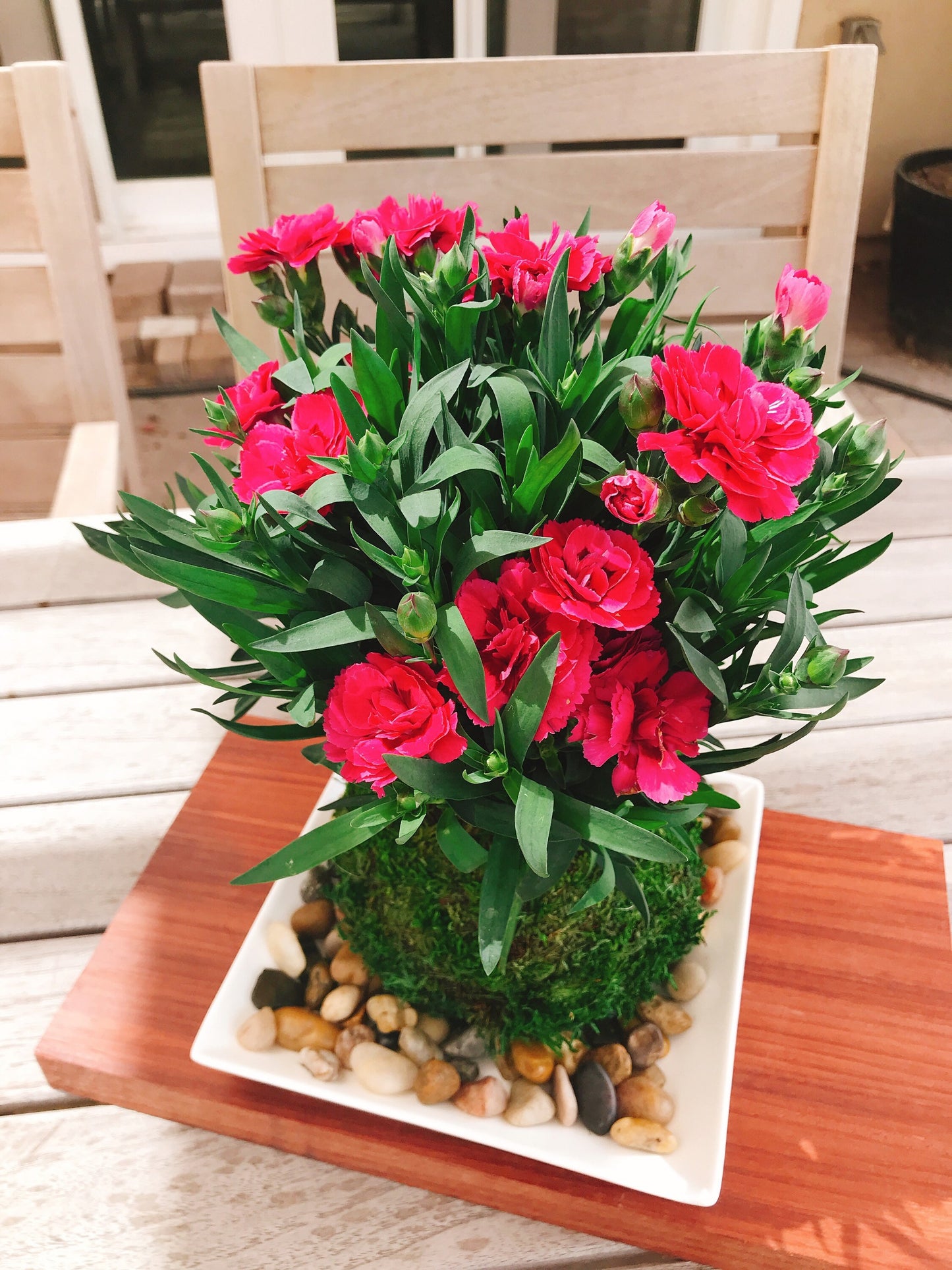 Carnation Kokedama - Moss ball with beautiful color carnation. Best gift for Mother's Day! Lots of new buds keep blooming!