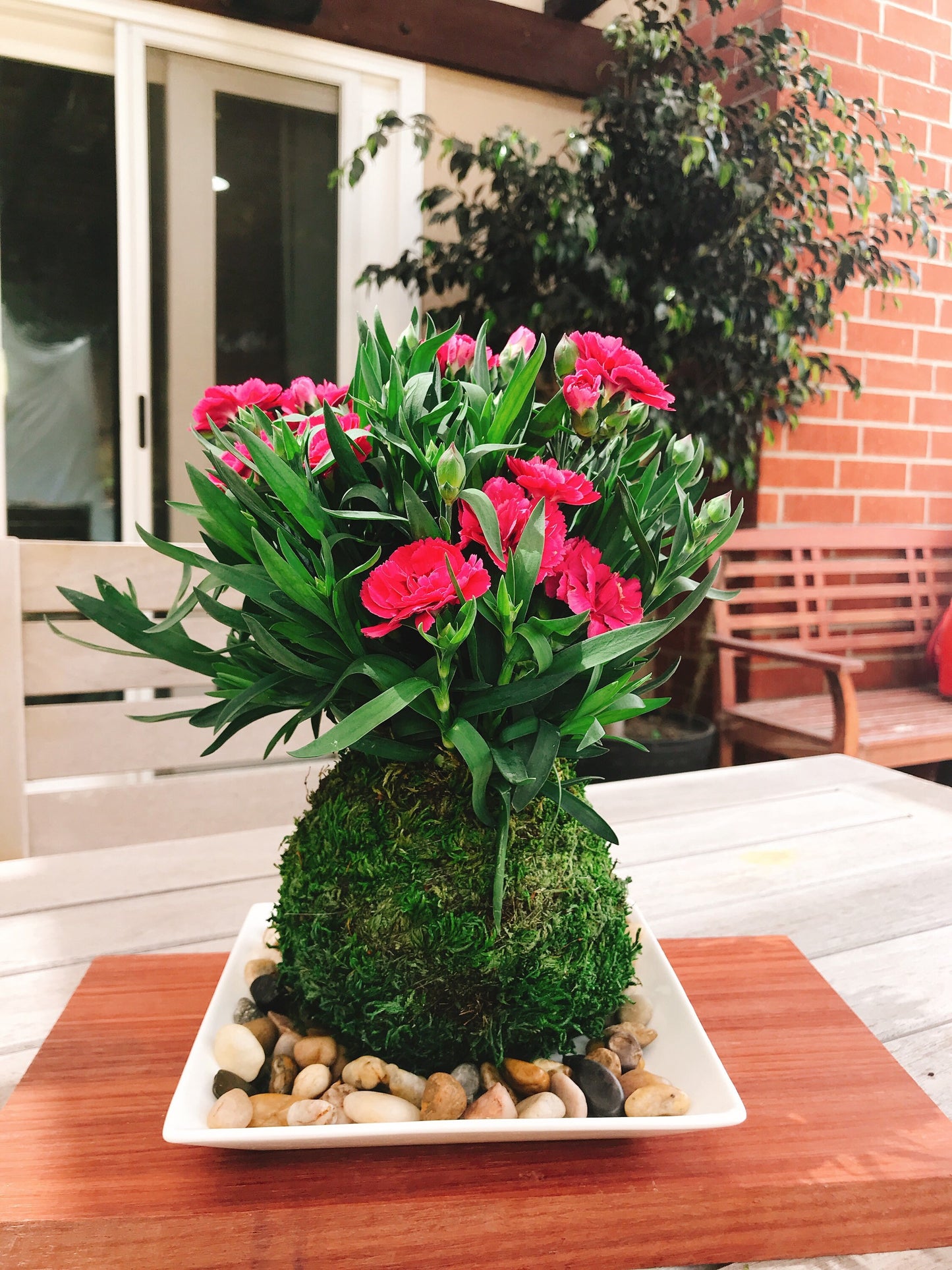 Carnation Kokedama - Moss ball with beautiful color carnation. Best gift for Mother's Day! Lots of new buds keep blooming!