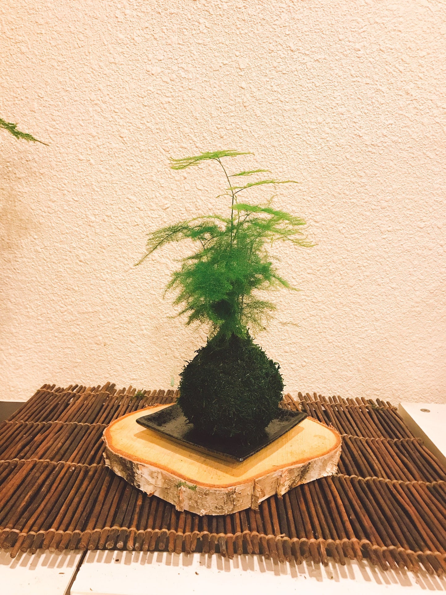 Small Asparagus fern Kokedama - Bonsai Moss ball. Attractive herbaceous, lace-like foliage perennial plant.