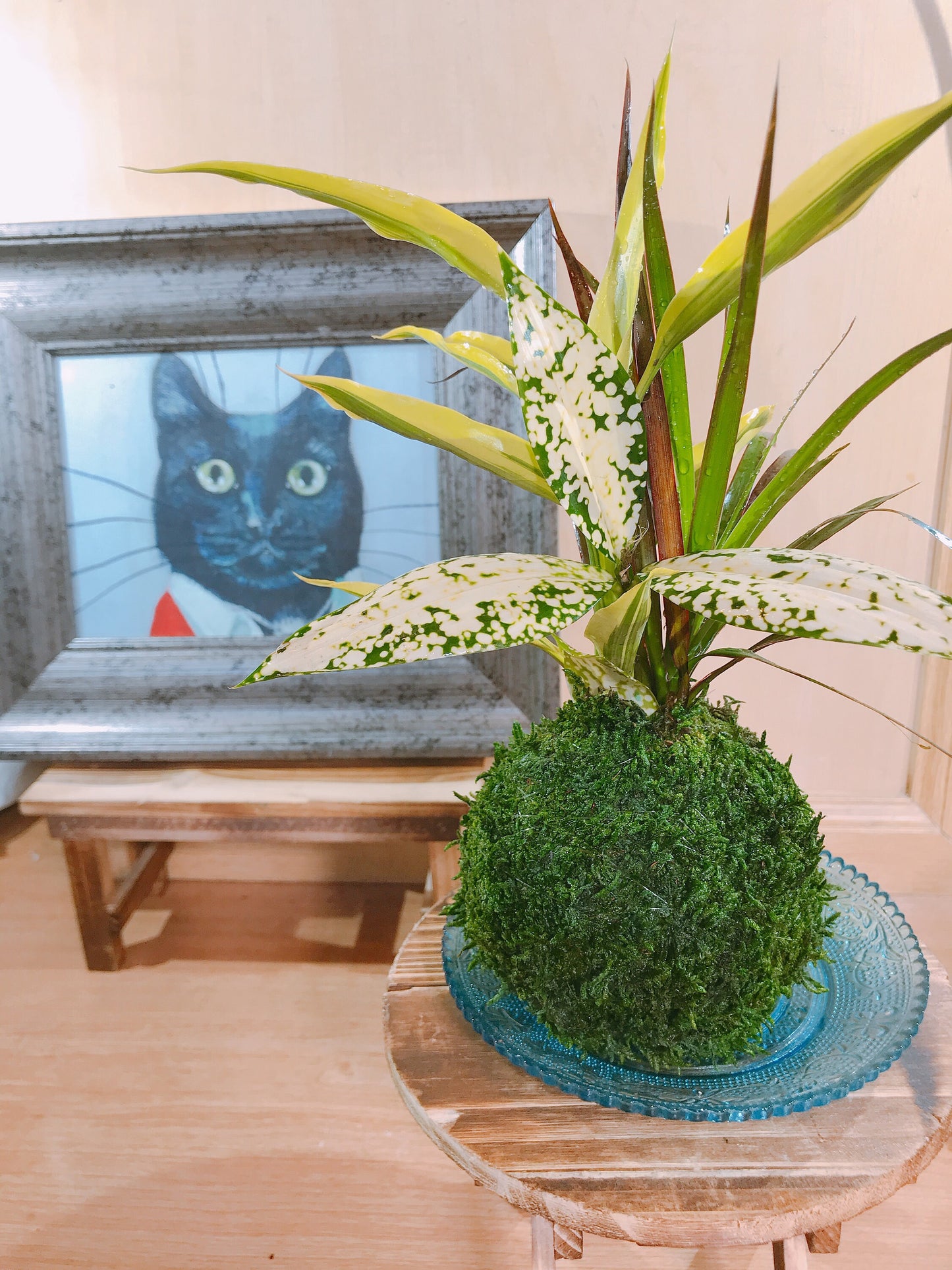 Dracaena Marginata with croton Kokedama, Bring tranquility to your house or office!