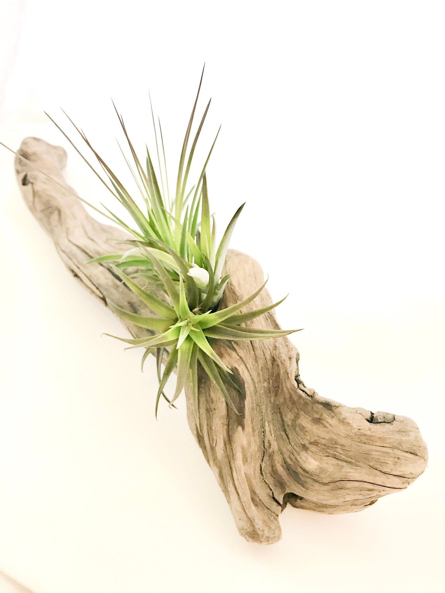 Air plant Tillandsia with Driftwood from the majestic shores of the pacific northwest