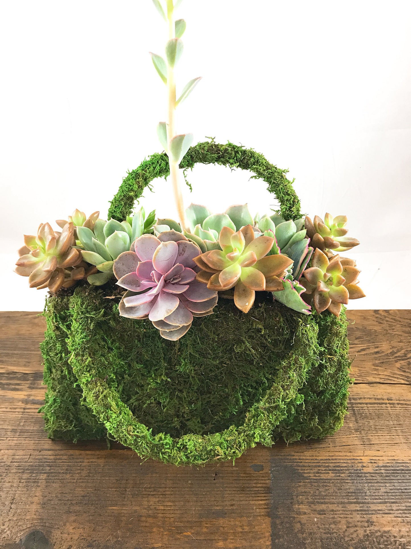 Succulents Moss deco purse - Fresh Green Moss Basket! Mindfulness house decor!