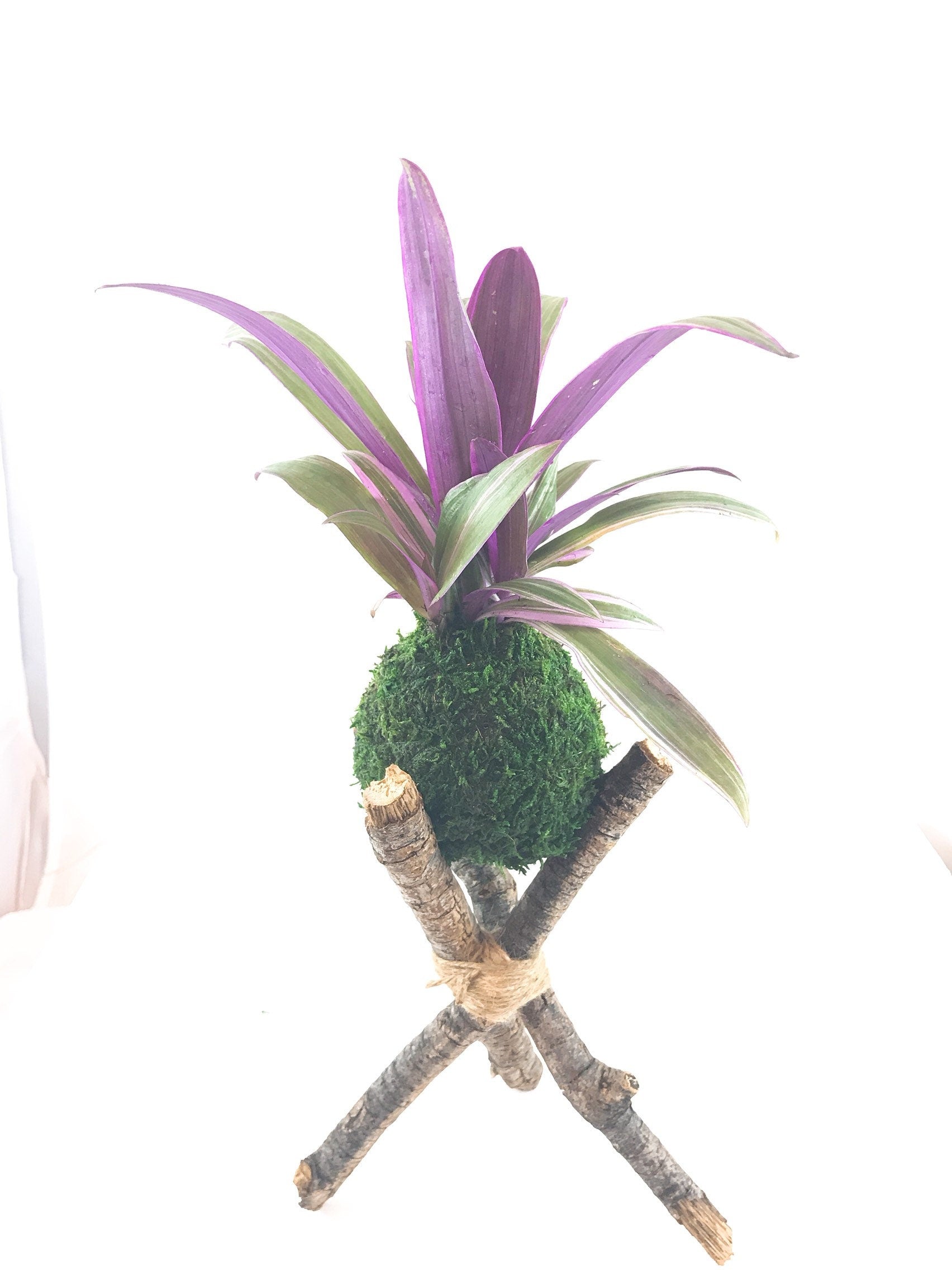 moses in the cradle indoor plant Moses in the cradle Kokedama - Bonsai Moss ball