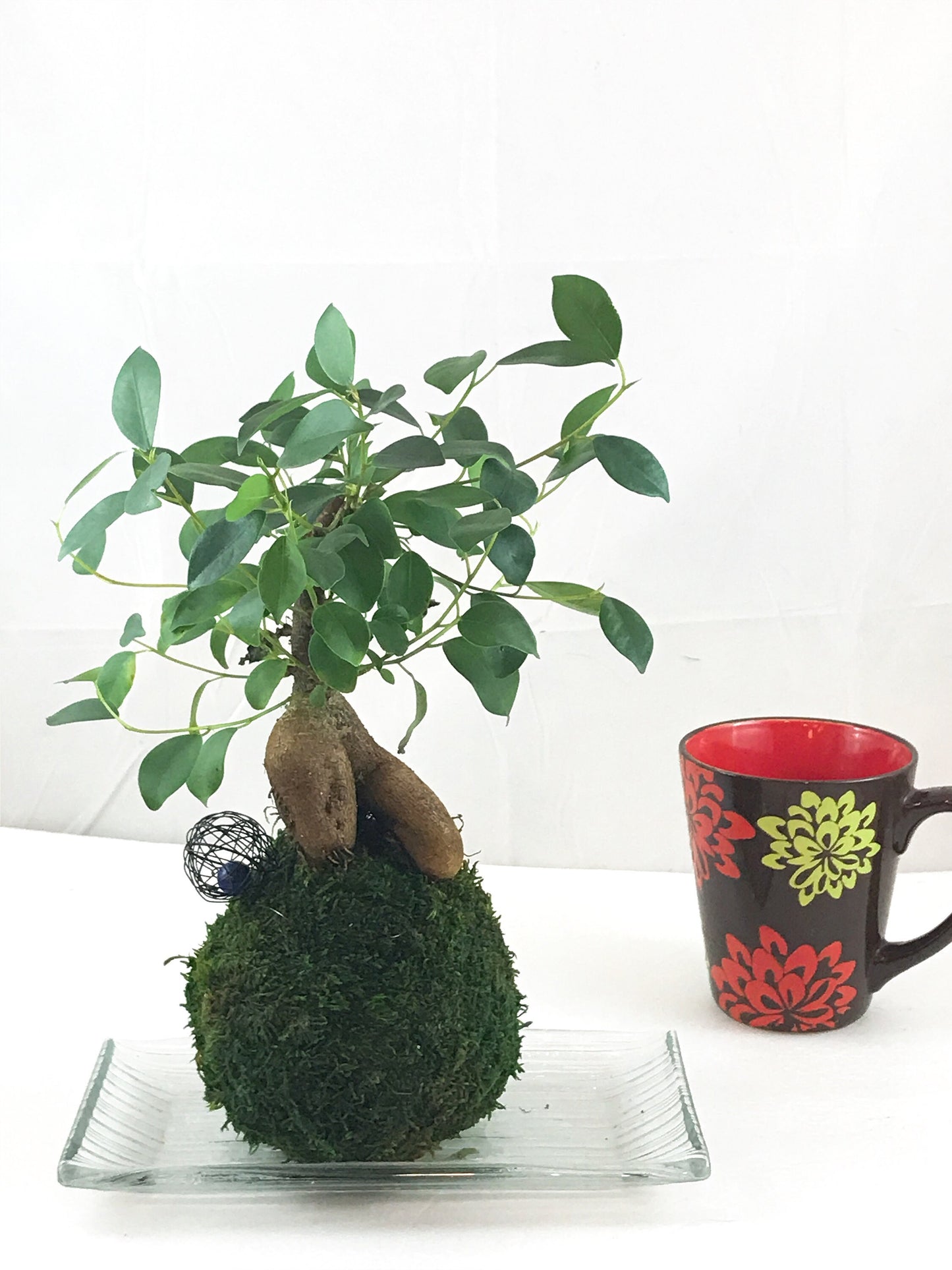 Banyan tree(Ginseng Ficus) Kokedama - Tree that bring happiness! Feel the forest, easy maintenance!