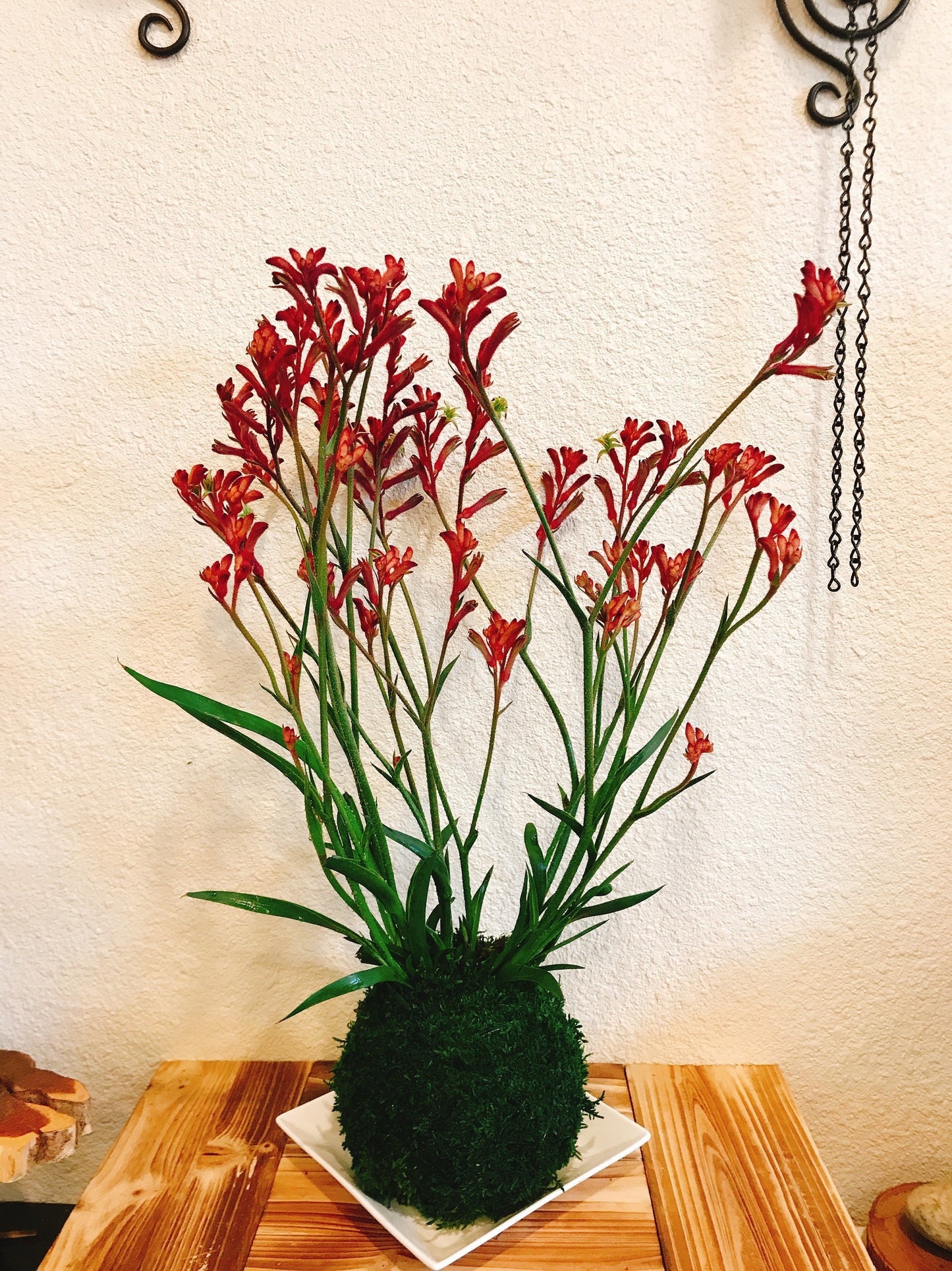 Kangaroo Paw Kokedama, Japanese Living Art, Moss-ball.