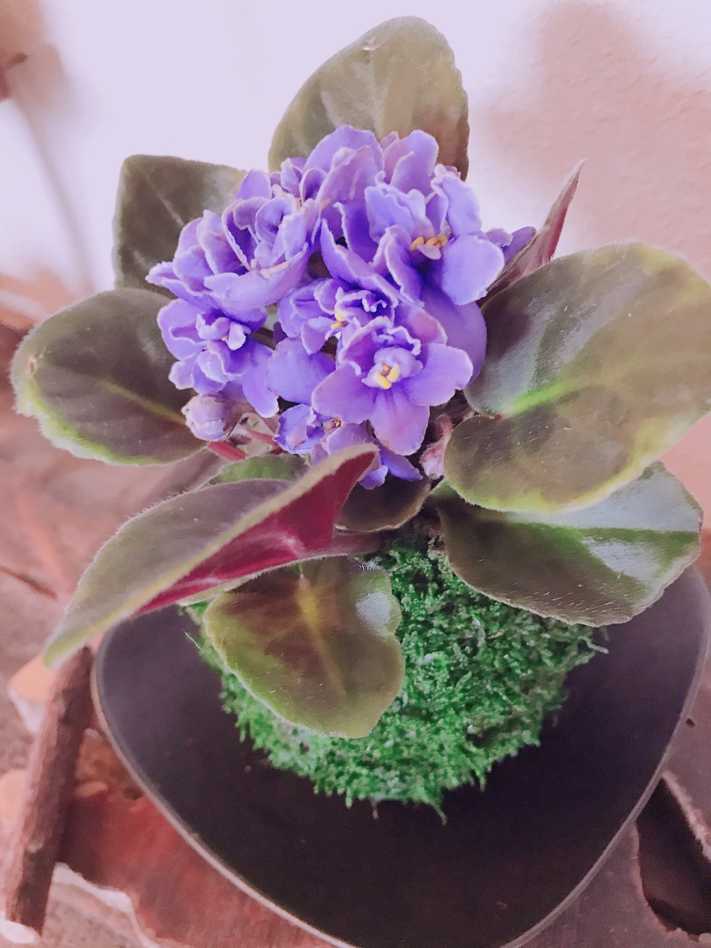 African Violet Kokedama - Moss ball, purple African Violet! Keep bloom perennial flowering plants.