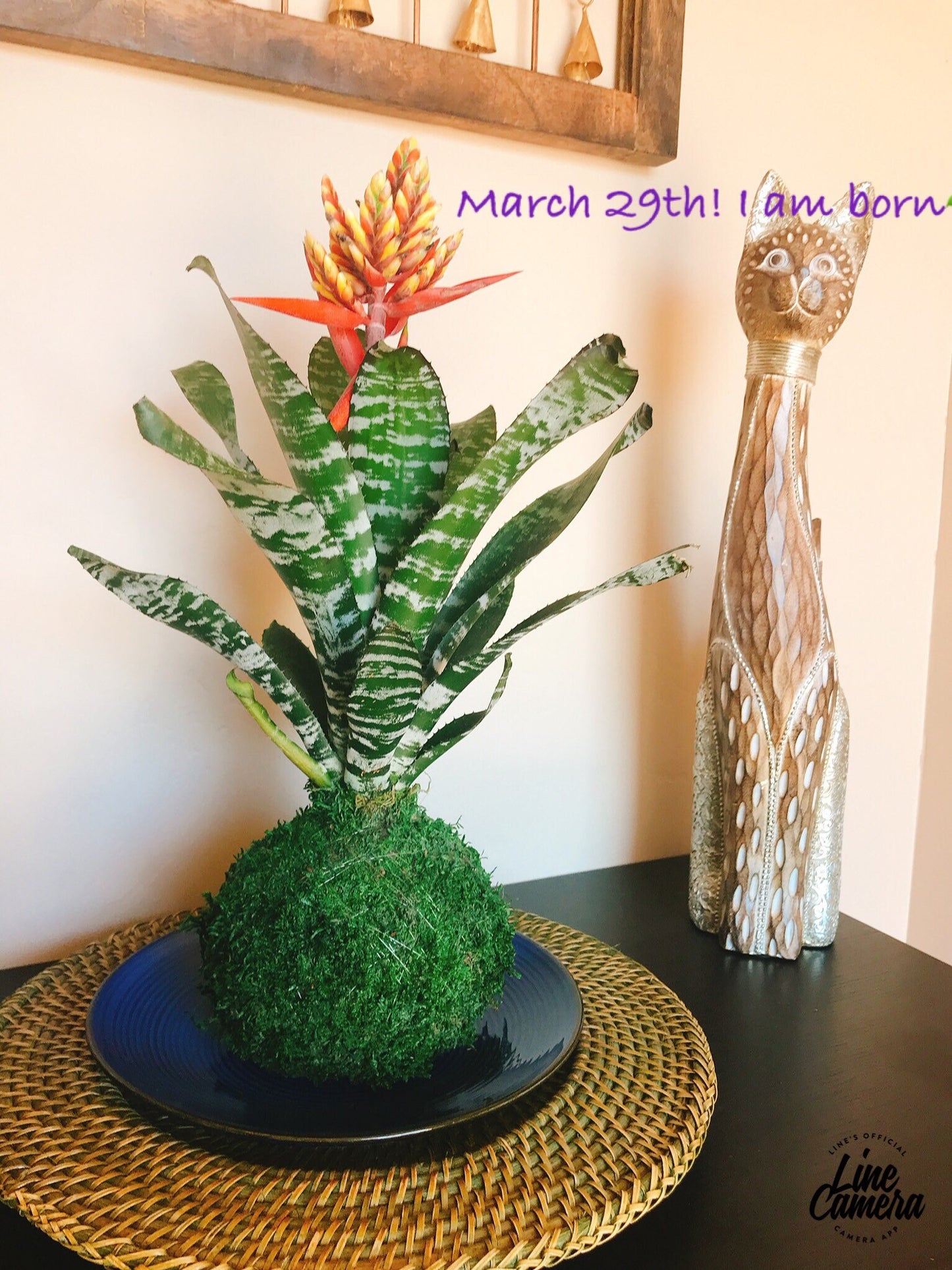 Kokedama - Moss ball with exotic Bromeliad Aechmea Rebecca!