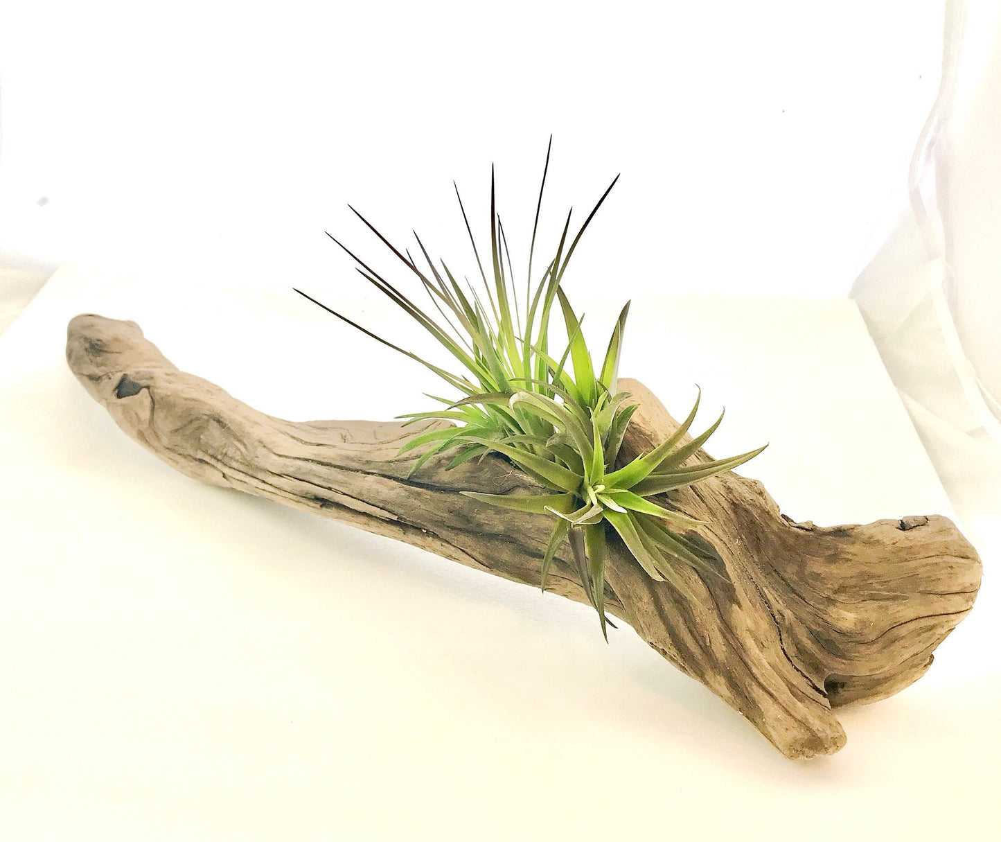 Air plant Tillandsia with Driftwood from the majestic shores of the pacific northwest