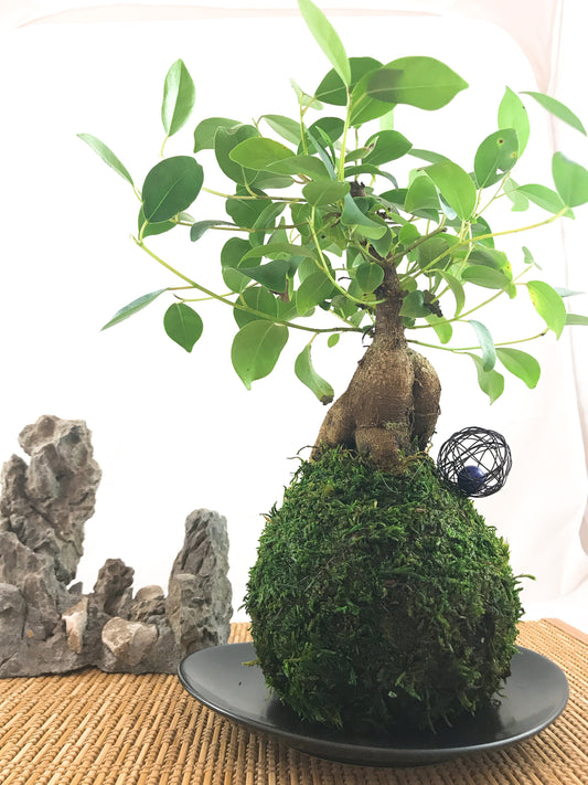 Banyan tree(Ginseng Ficus) Kokedama - Tree that bring happiness! Feel the forest, easy maintenance!
