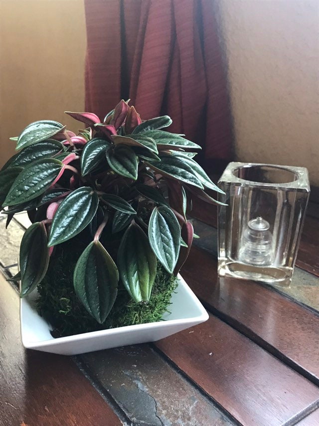 Peperomia caperata “Rosso” Kokedama, Japanese botanical art,  indoor moss ball garden