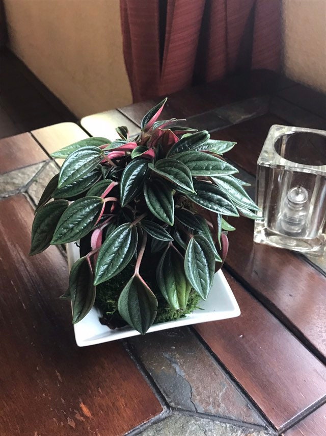 Peperomia caperata “Rosso” Kokedama, Japanese botanical art,  indoor moss ball garden