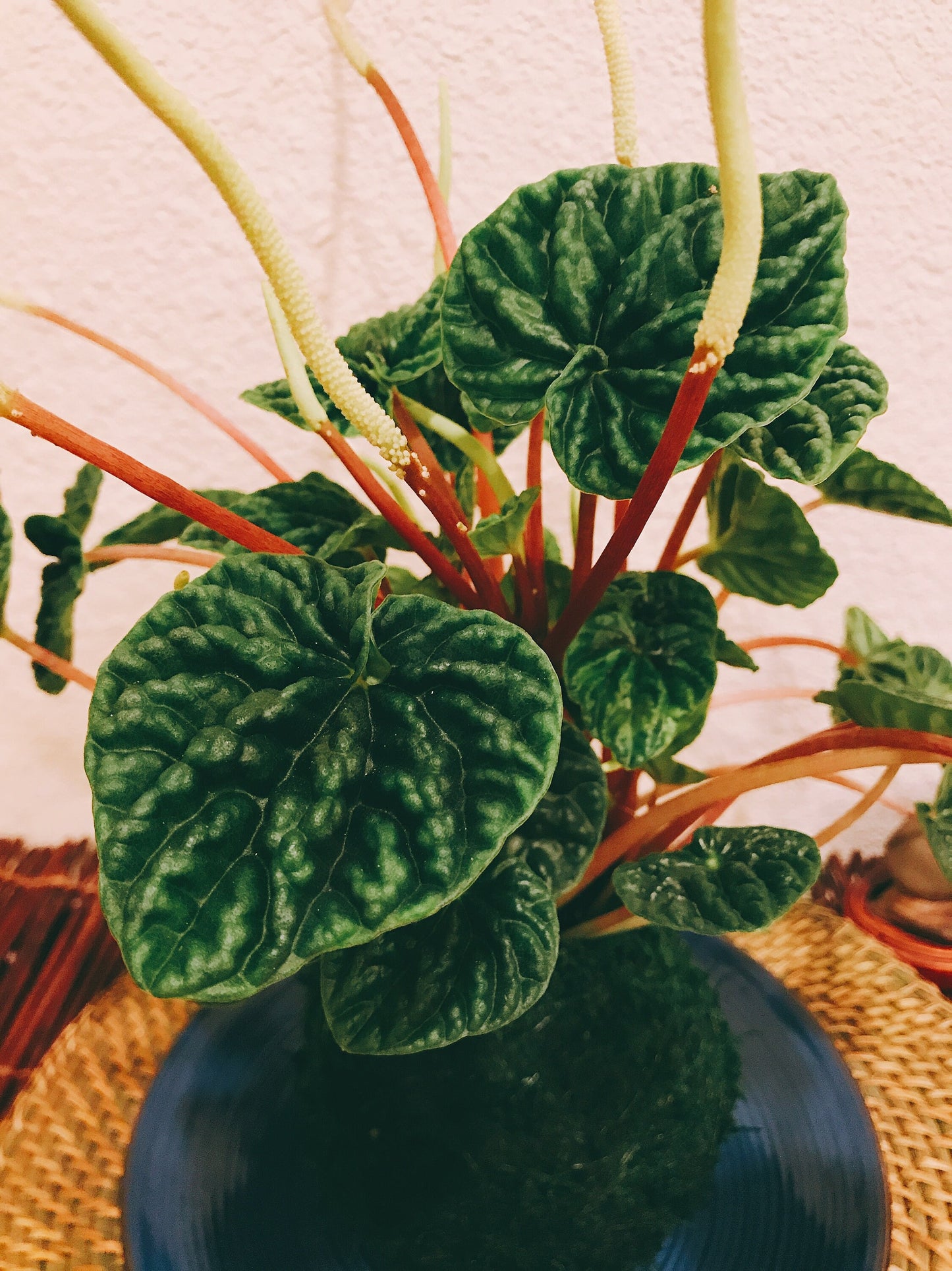 Peperomia caperata emerald ripple, Kokedama, Japanese traditional indoor moss ball garden