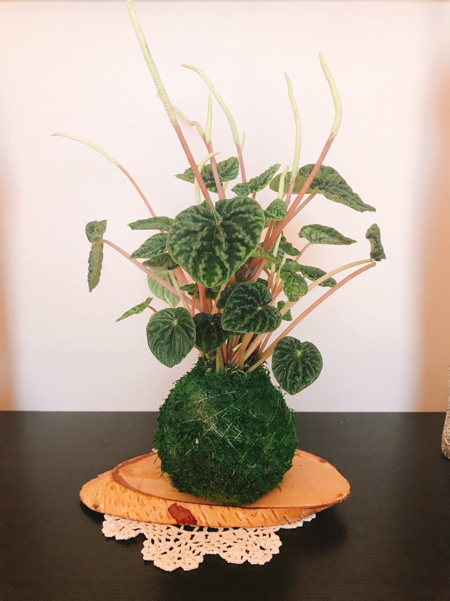 Peperomia caperata emerald ripple, Kokedama, Japanese traditional indoor moss ball garden