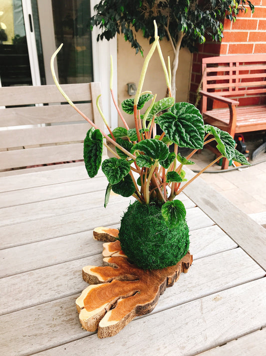 Peperomia caperata emerald ripple, Kokedama, Japanese traditional indoor moss ball garden