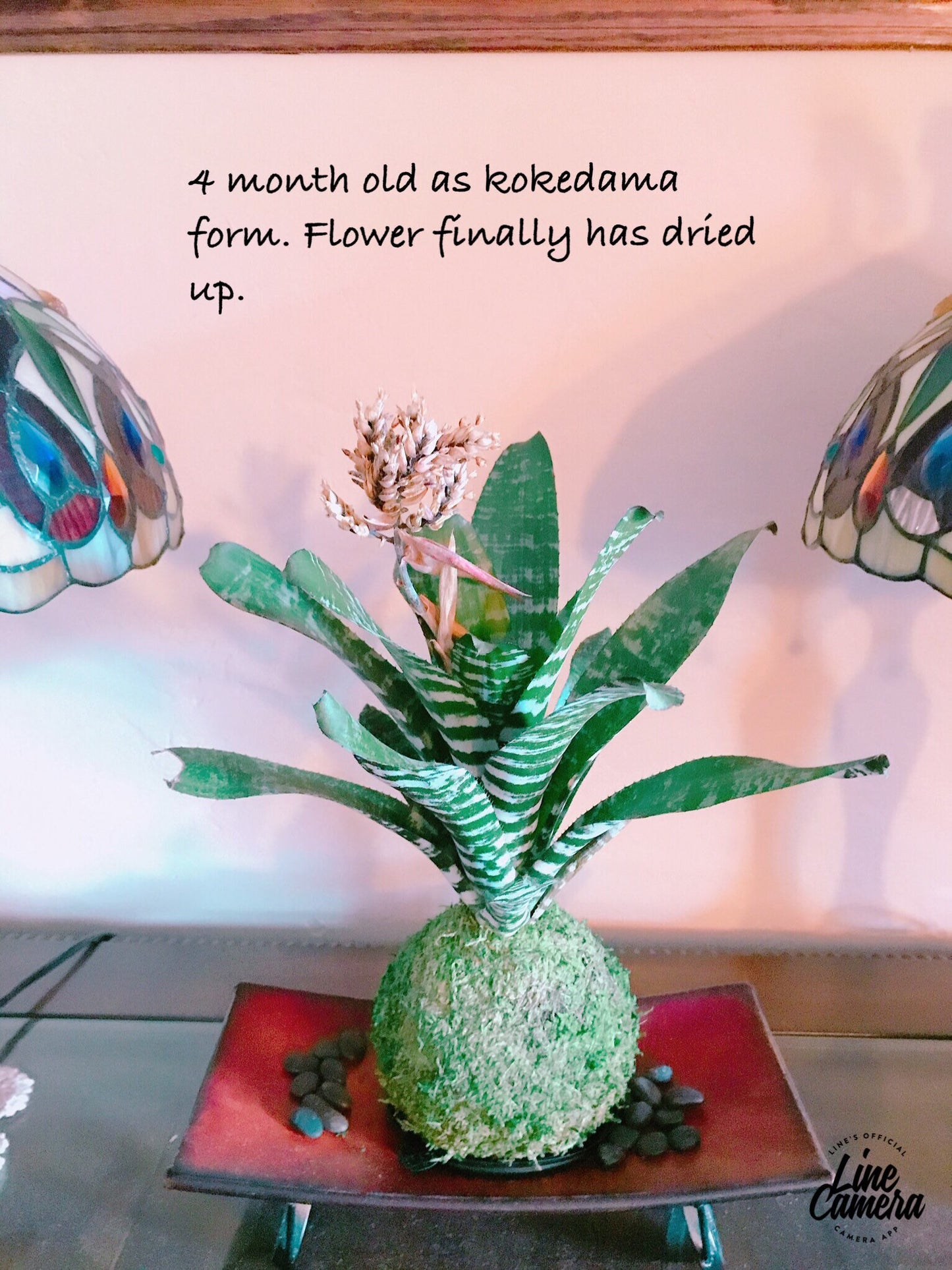 Kokedama - Moss ball with exotic Bromeliad Aechmea Rebecca!