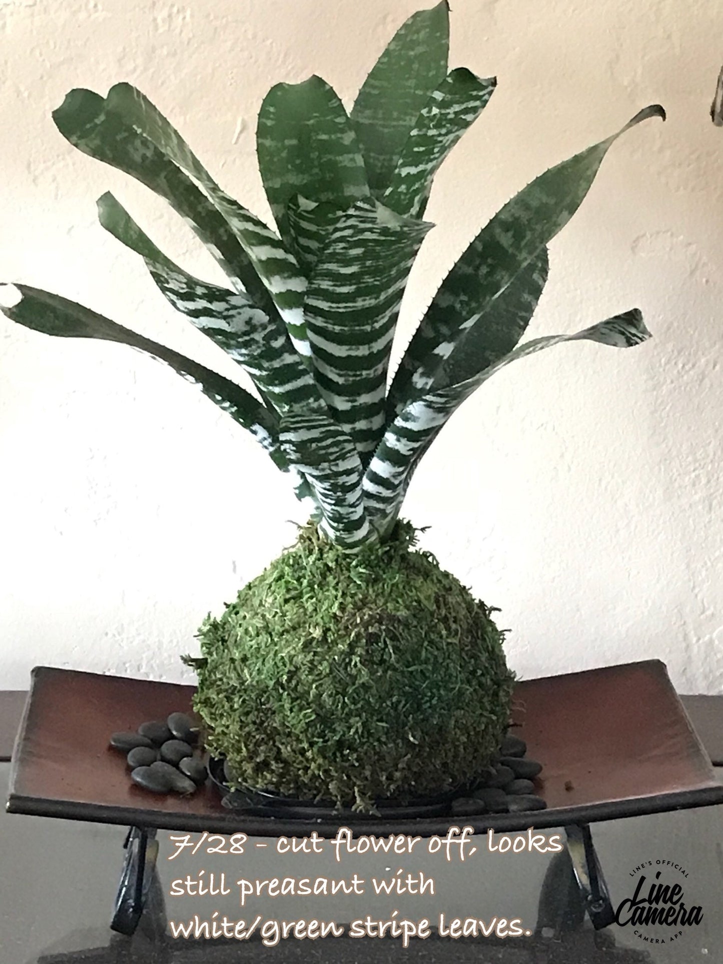 Kokedama - Moss ball with exotic Bromeliad Aechmea Rebecca!