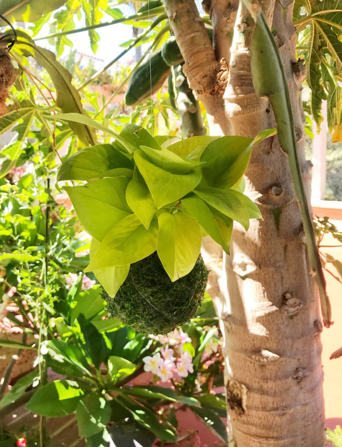 Lime Green Pothos Kokedama - Moss ball - Japanese Living Art