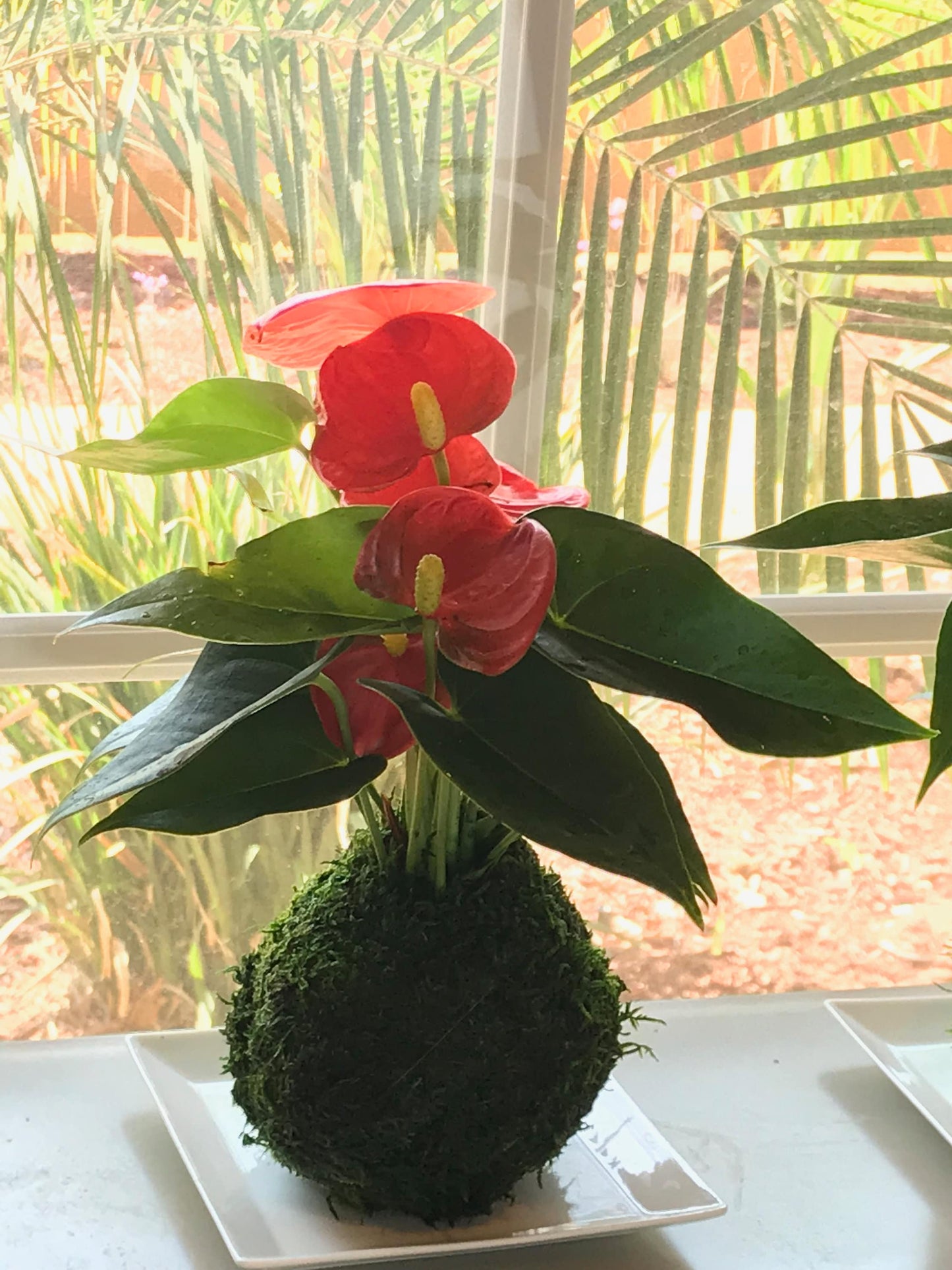 Pink (purple) Anthurium Kokedama - Bonsai Moss Ball, anthrium, beautiful soft purple color. Peaceful, healing, filles with love gift.