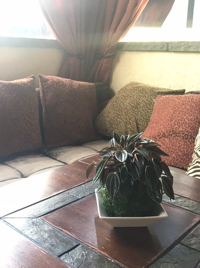 Peperomia caperata “Rosso” Kokedama, Japanese botanical art,  indoor moss ball garden