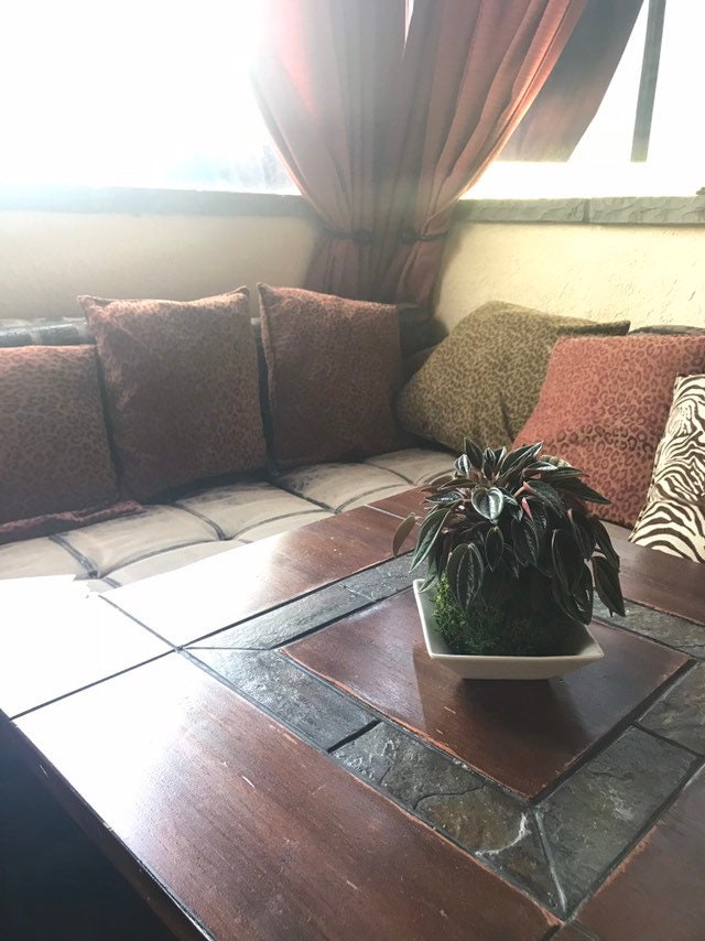 Peperomia caperata “Rosso” Kokedama, Japanese botanical art,  indoor moss ball garden