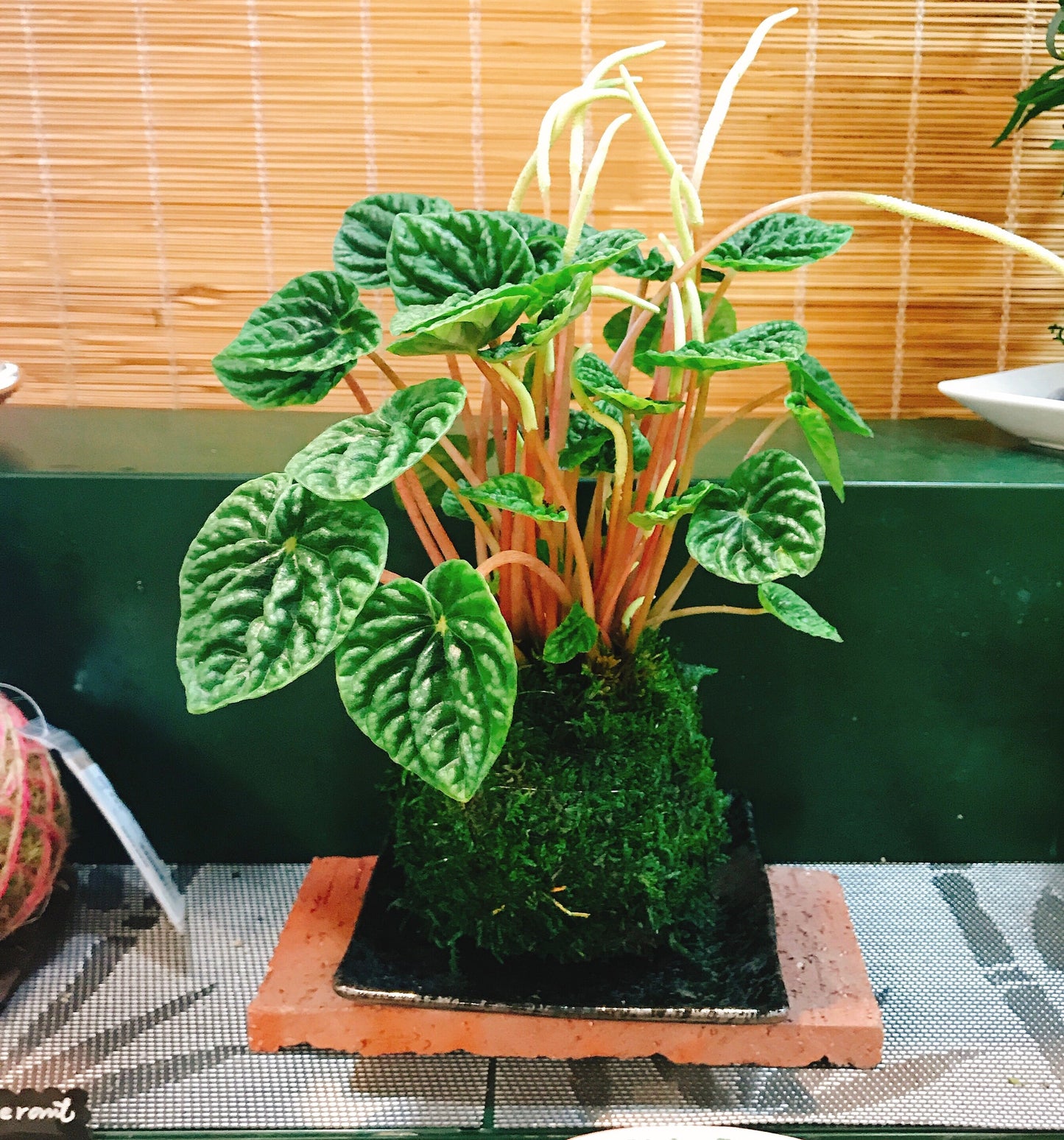 Peperomia caperata emerald ripple, Kokedama, Japanese traditional indoor moss ball garden