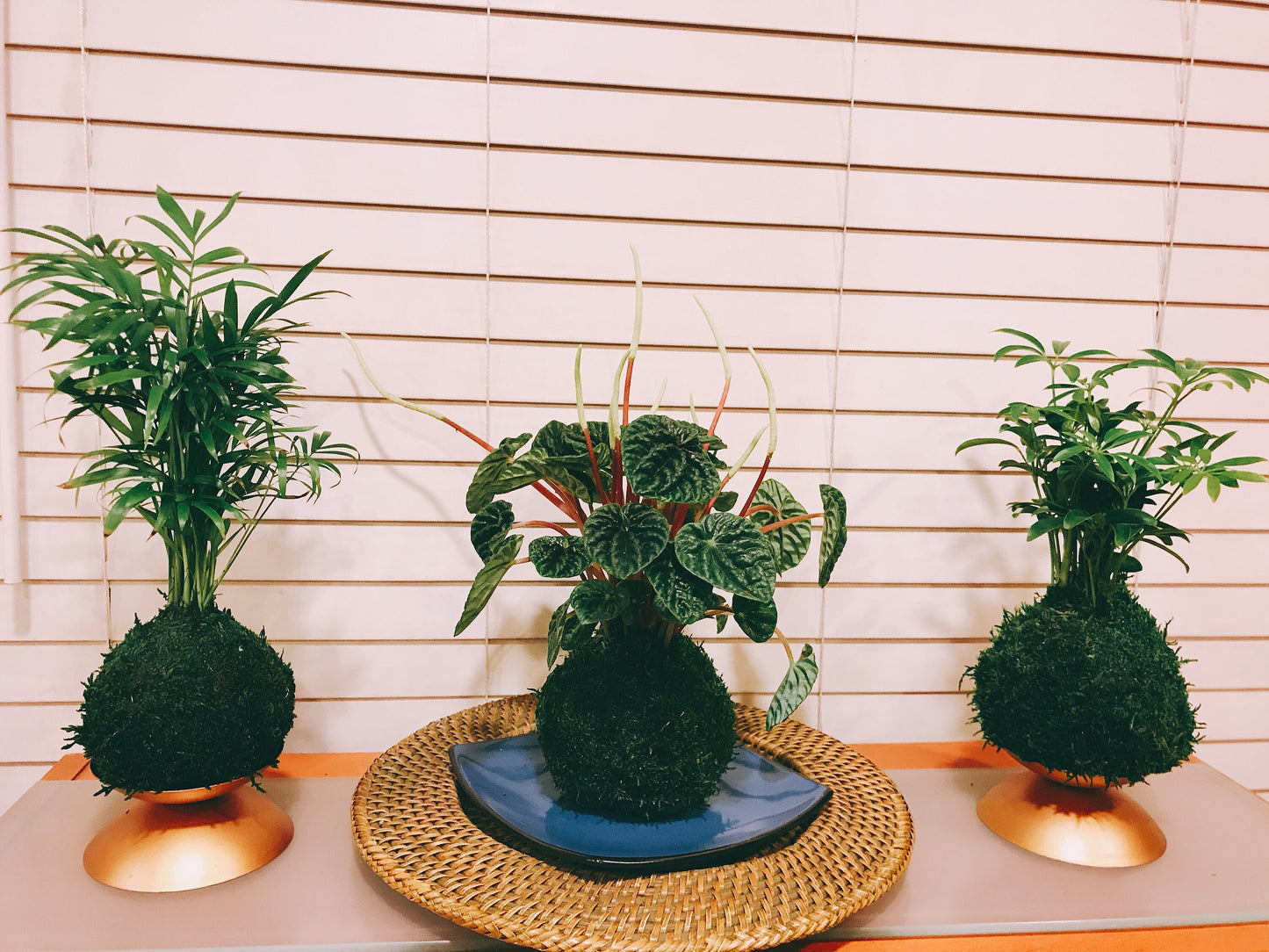 Peperomia caperata emerald ripple, Kokedama, Japanese traditional indoor moss ball garden